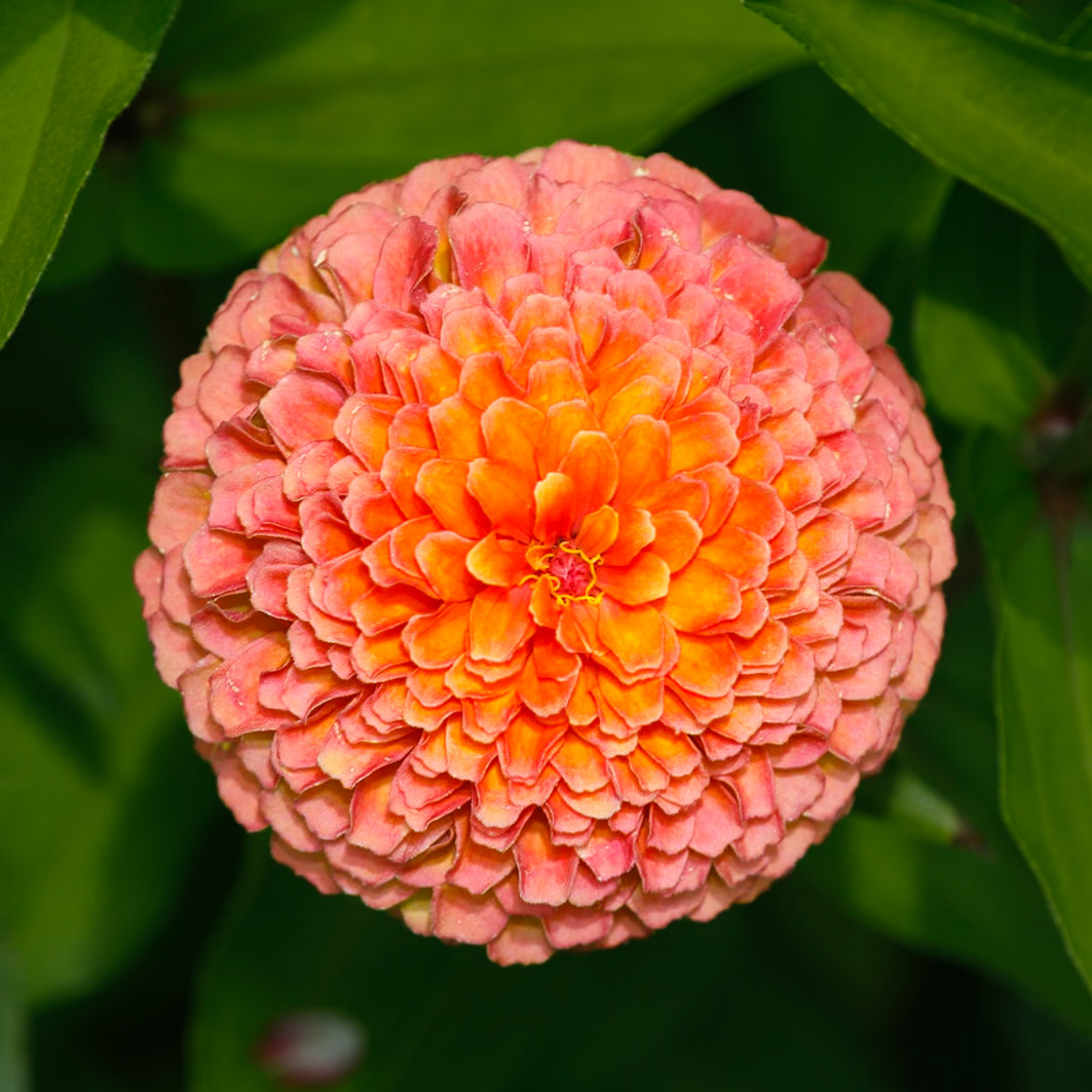 Queen Lime Orange Zinnia