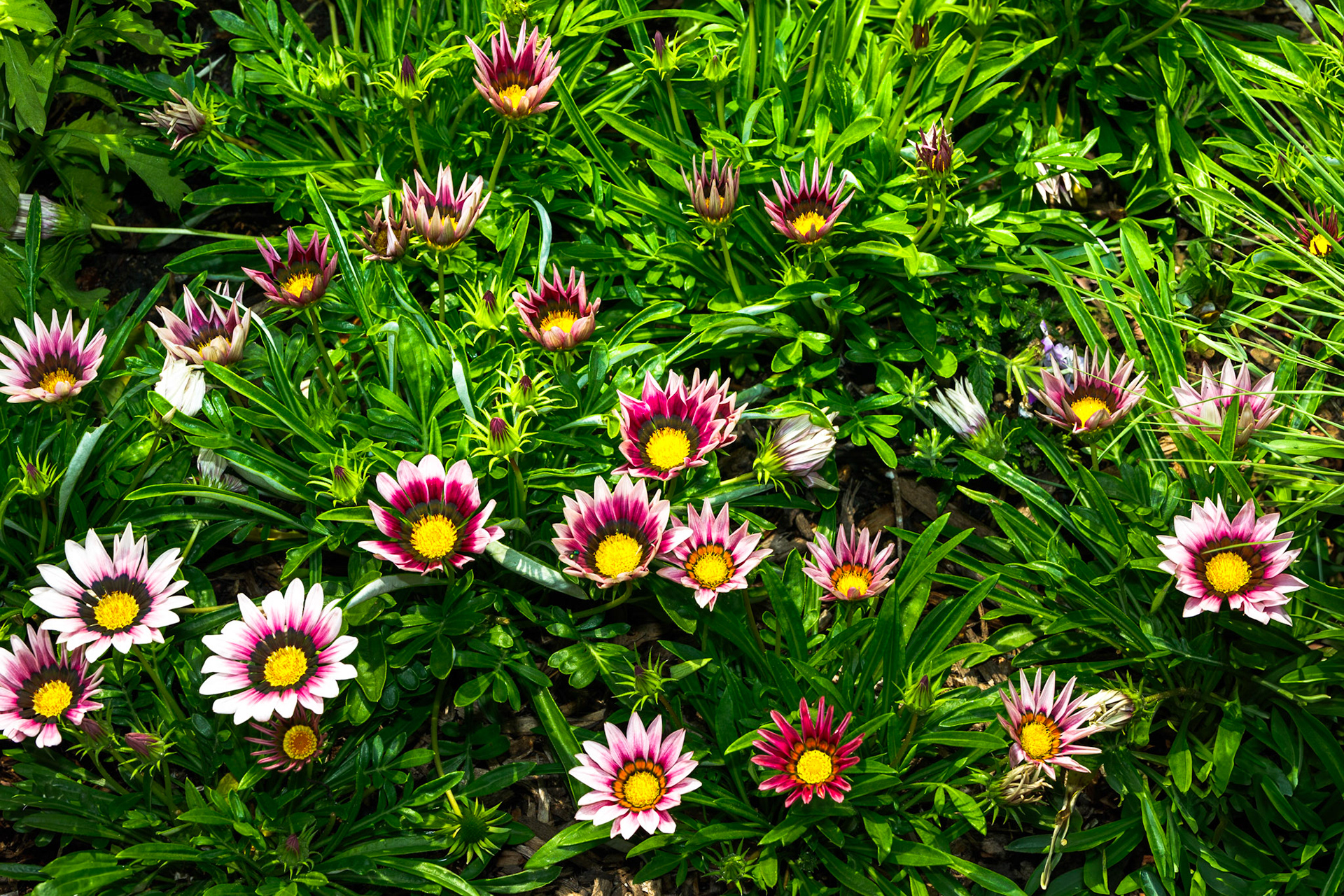 Pink and Purple Gazania
