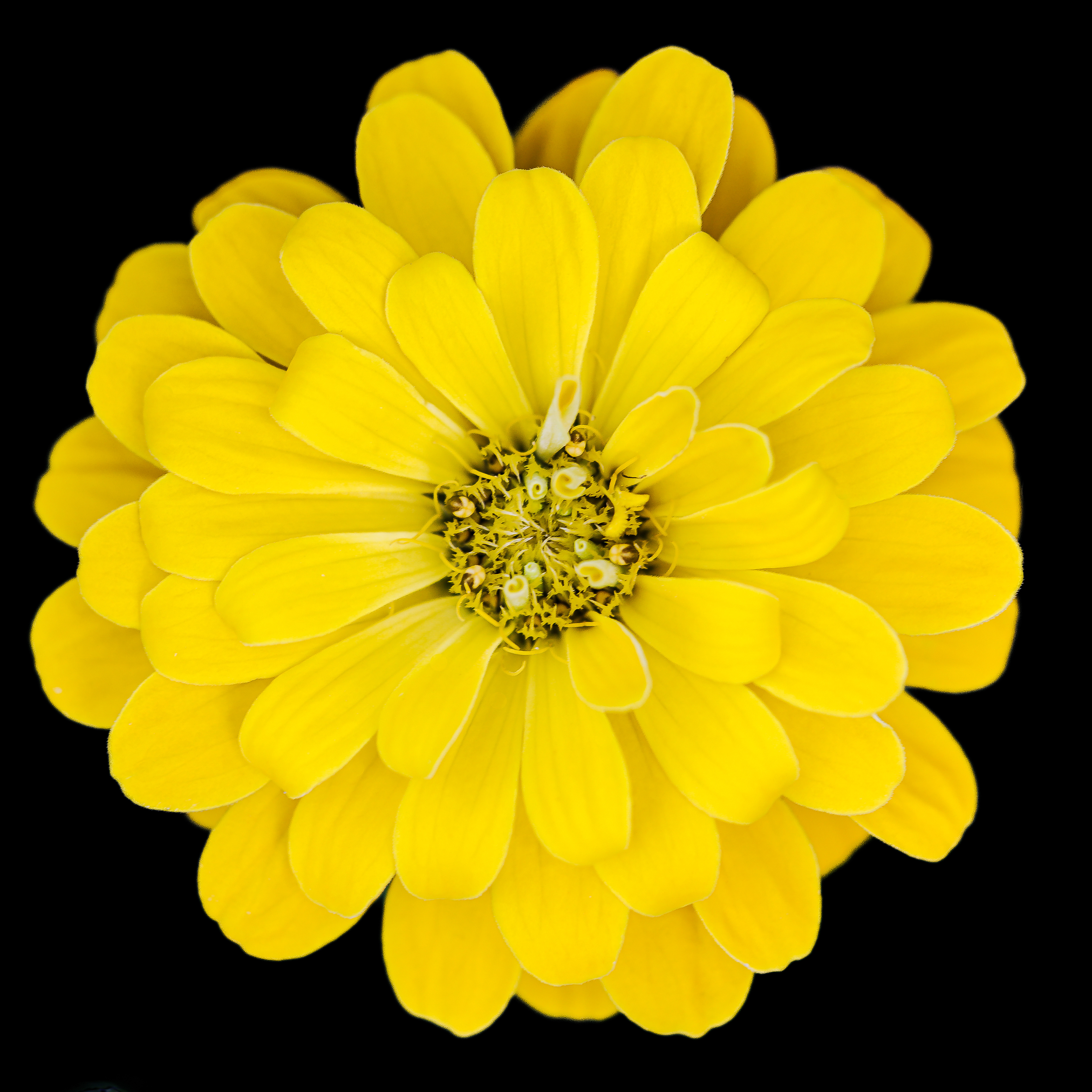 Canary Zinnia on Black