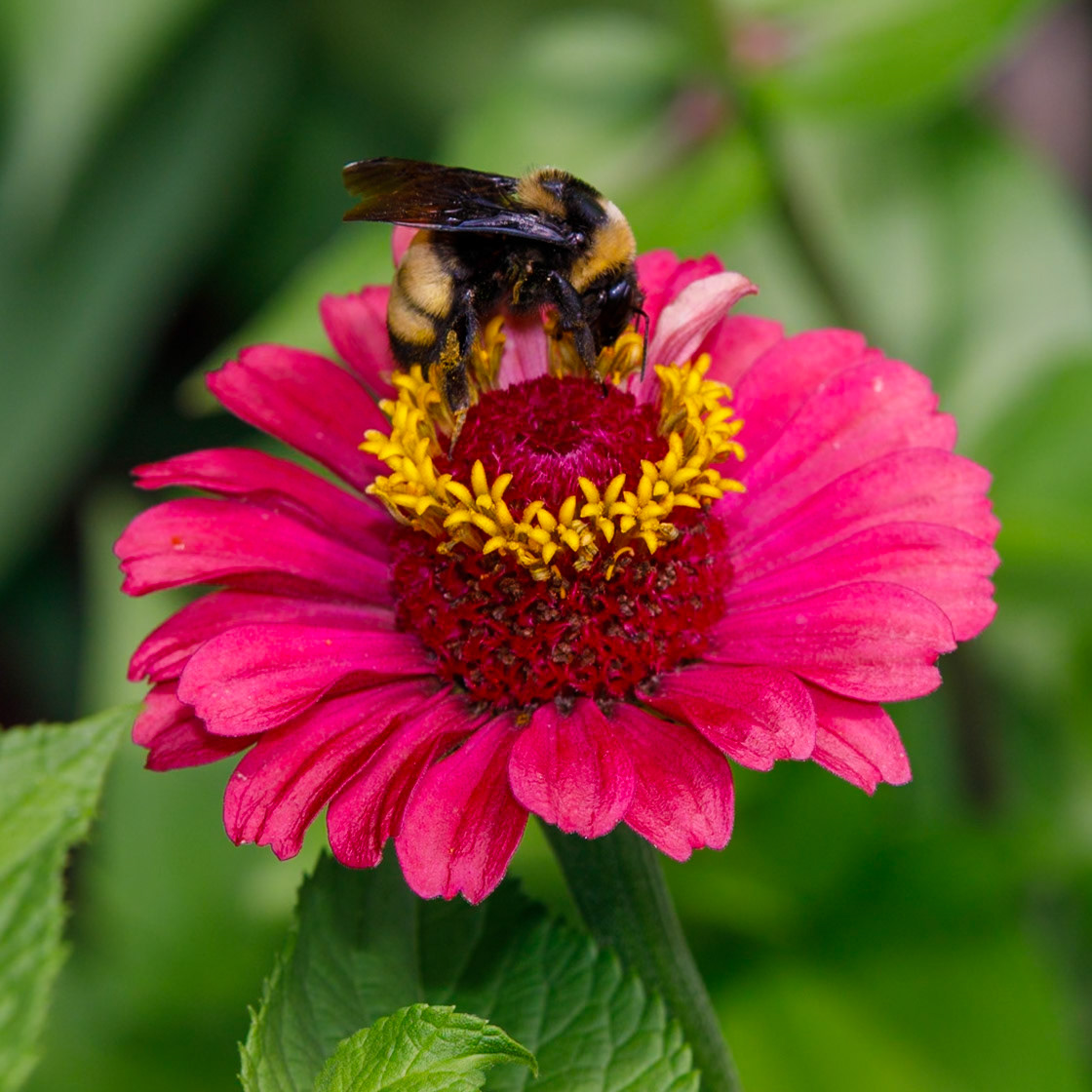 Honeybee on Pink Zinnia
