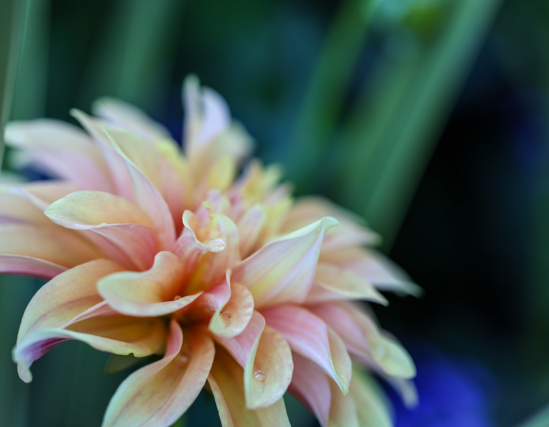 Dahlia Labyrinth