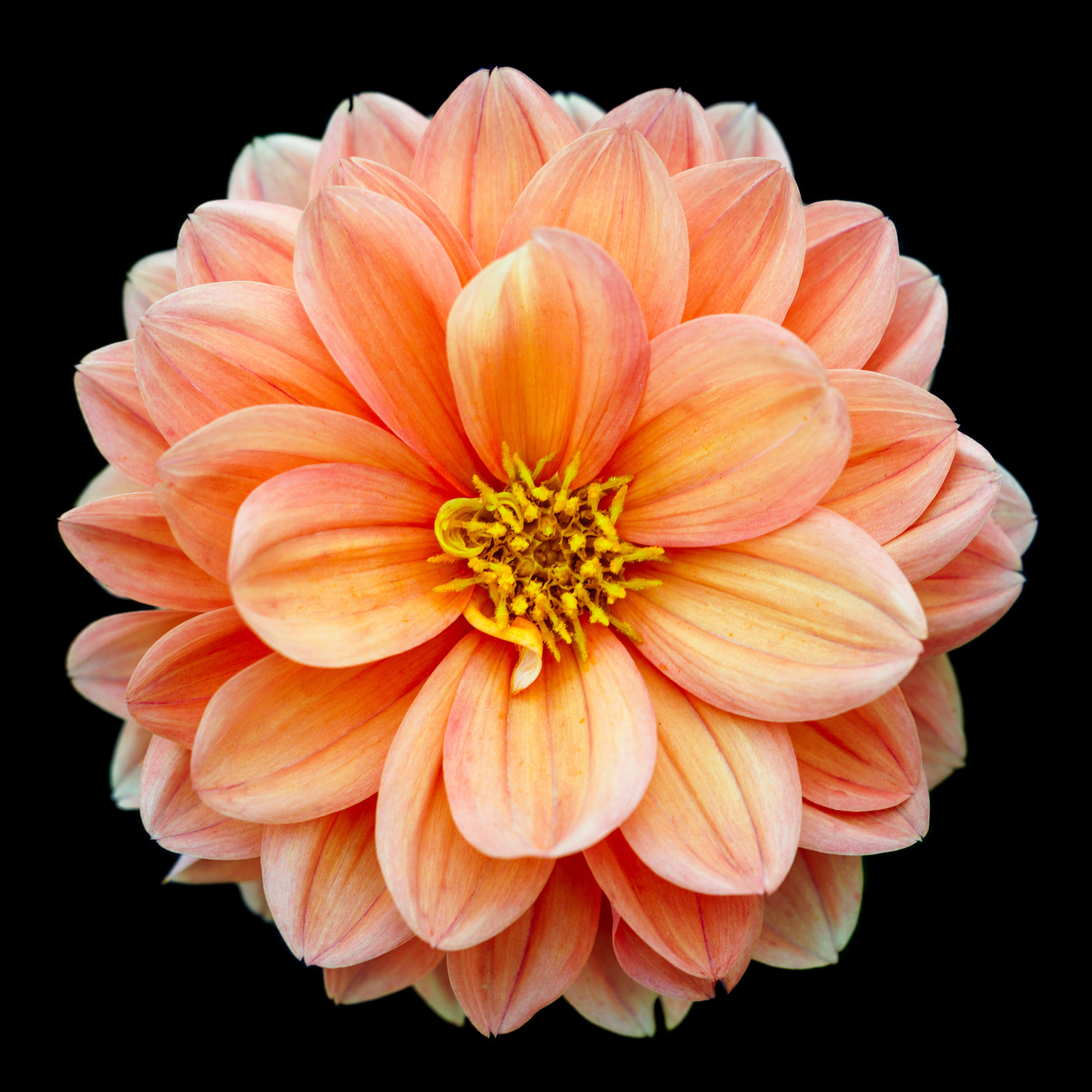 Orange Camellia on Black