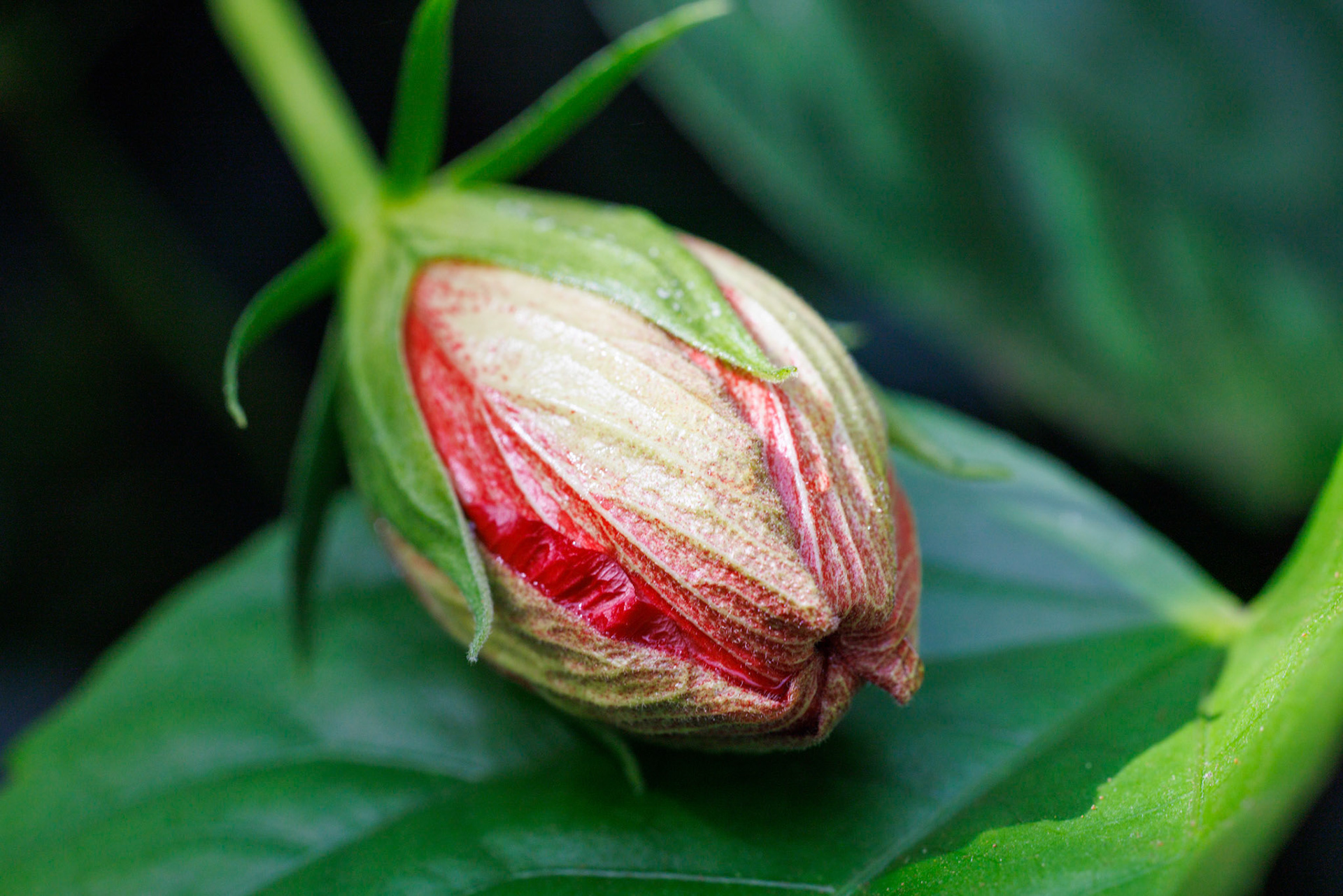 Hibiscus Bud