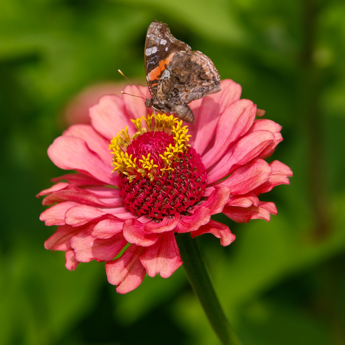 Butterfly on Pink Zinnia