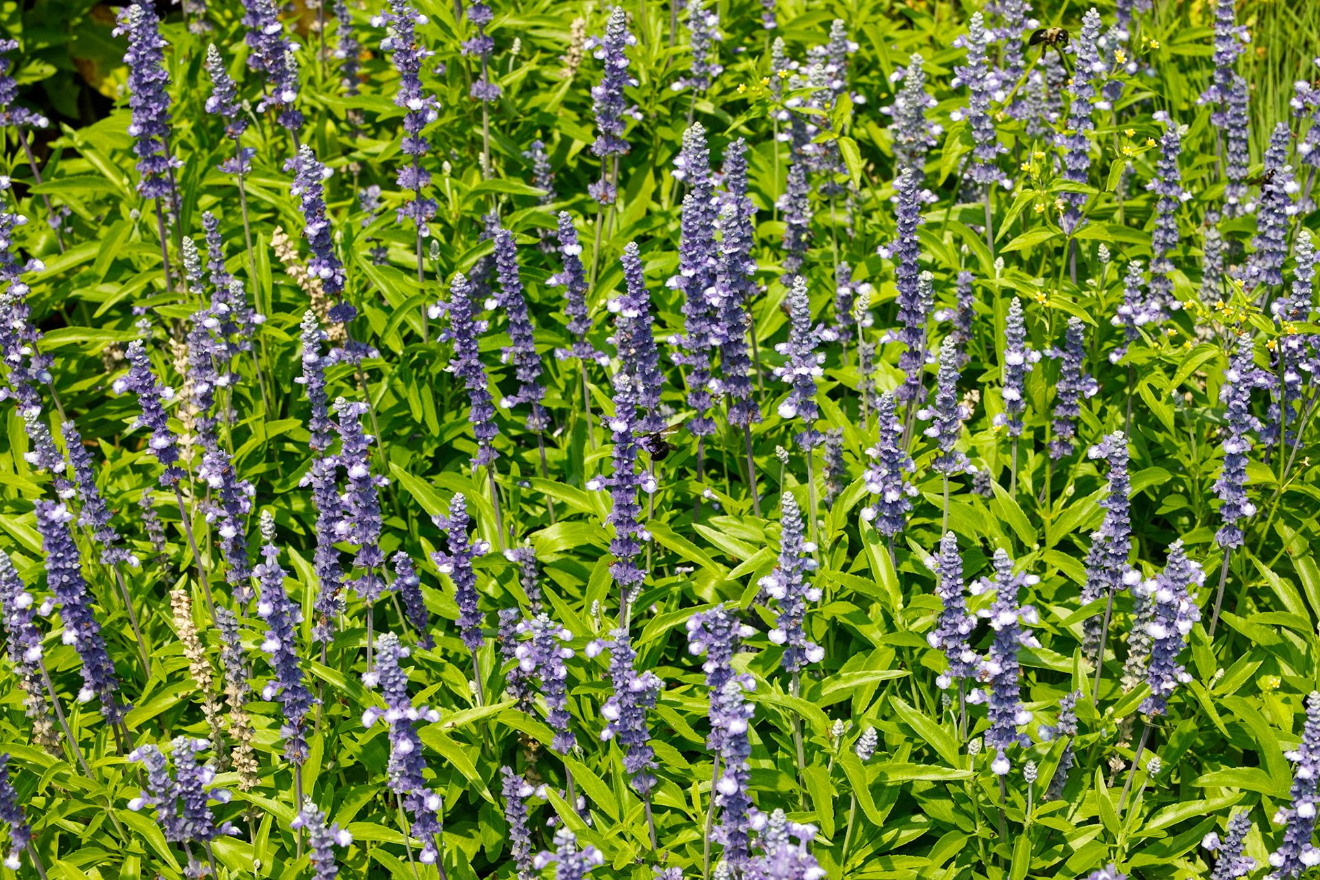 Field of Blue Sage