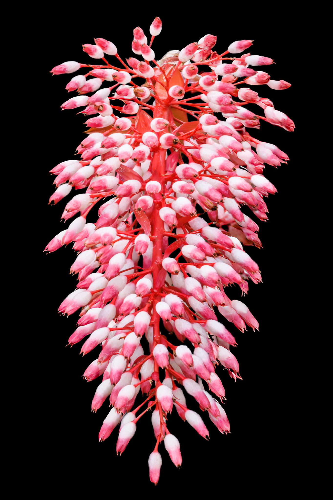 Portea Petropolitana Bromeliad