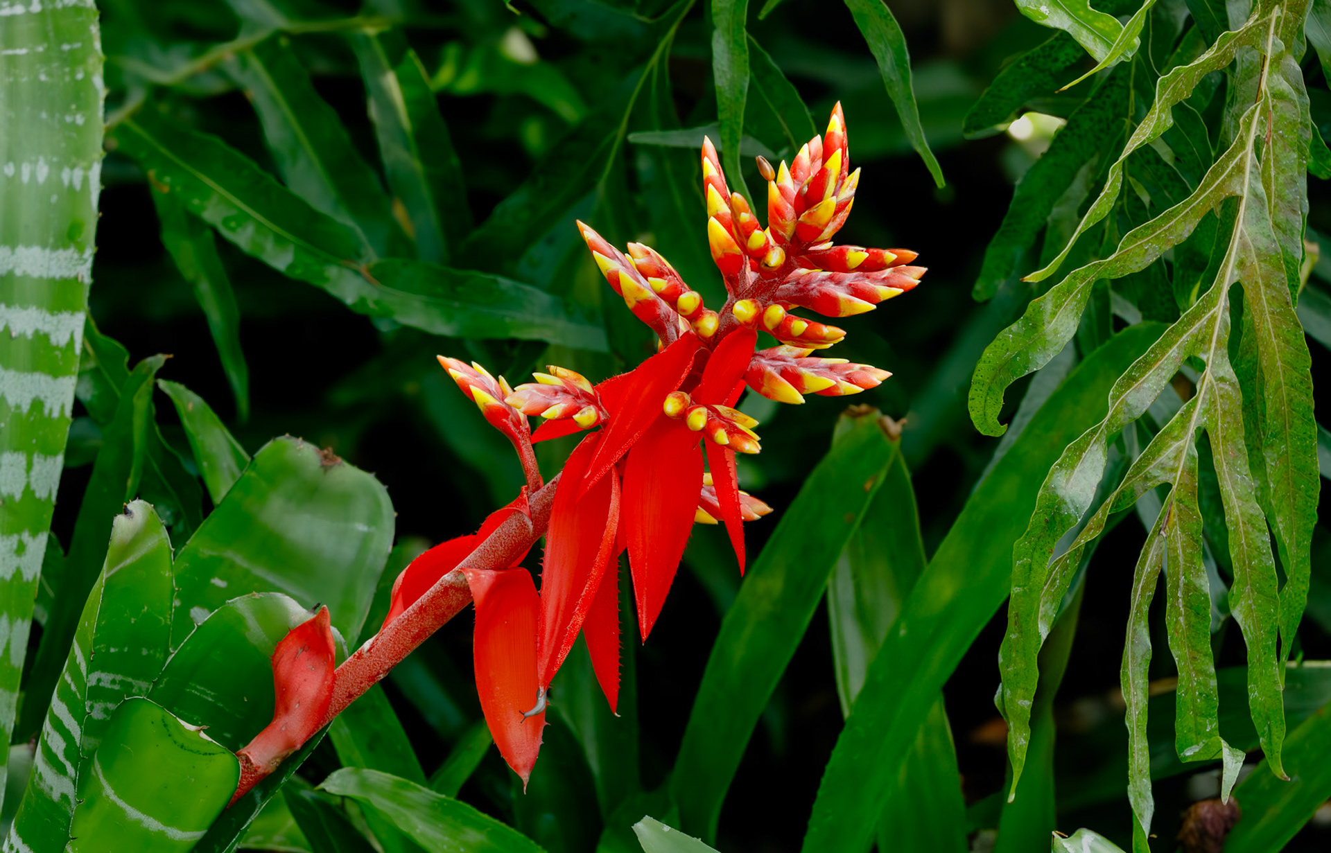 Amazonian Zebra Bromeliad