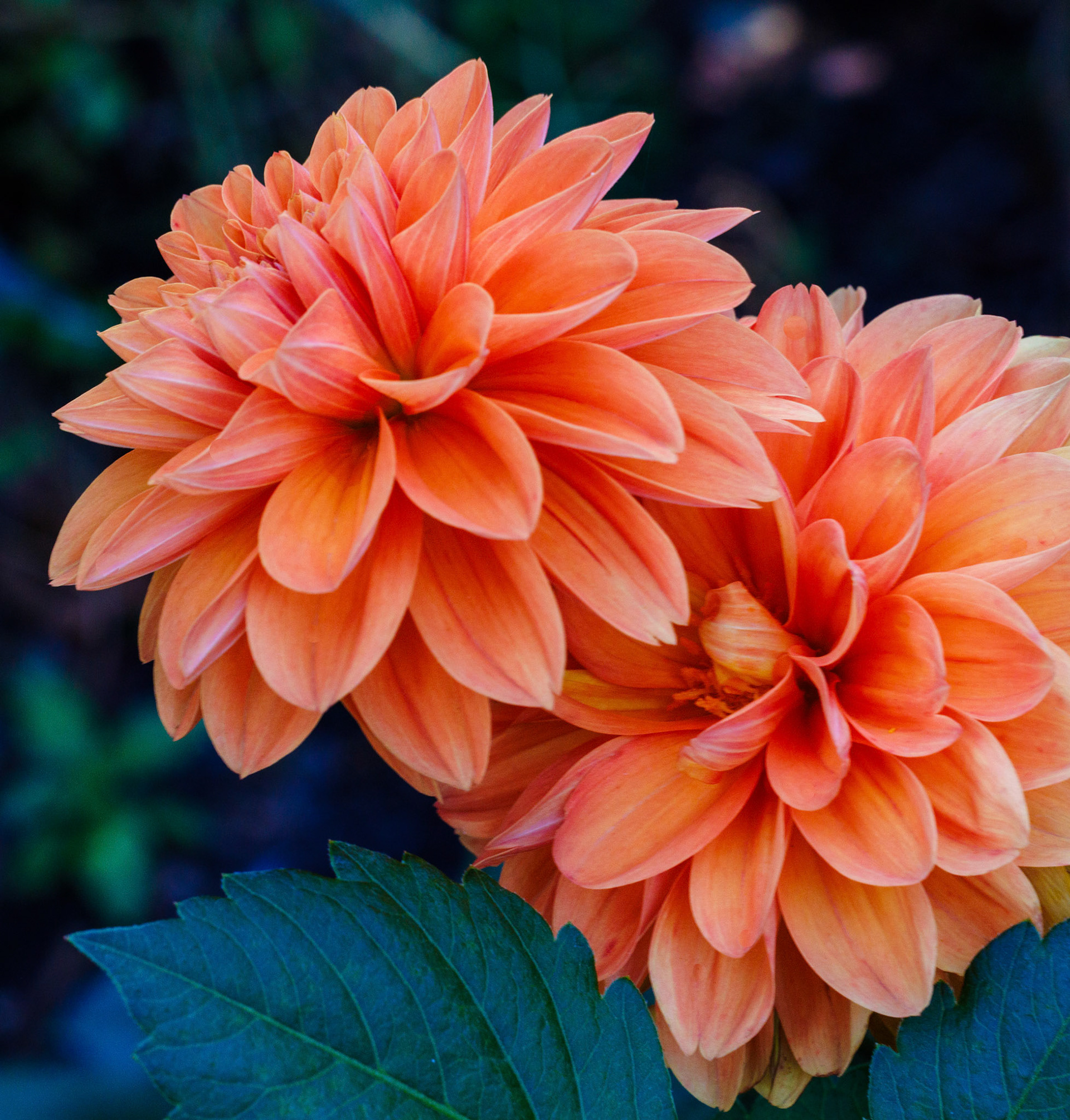 Prince of Orange Dahlia