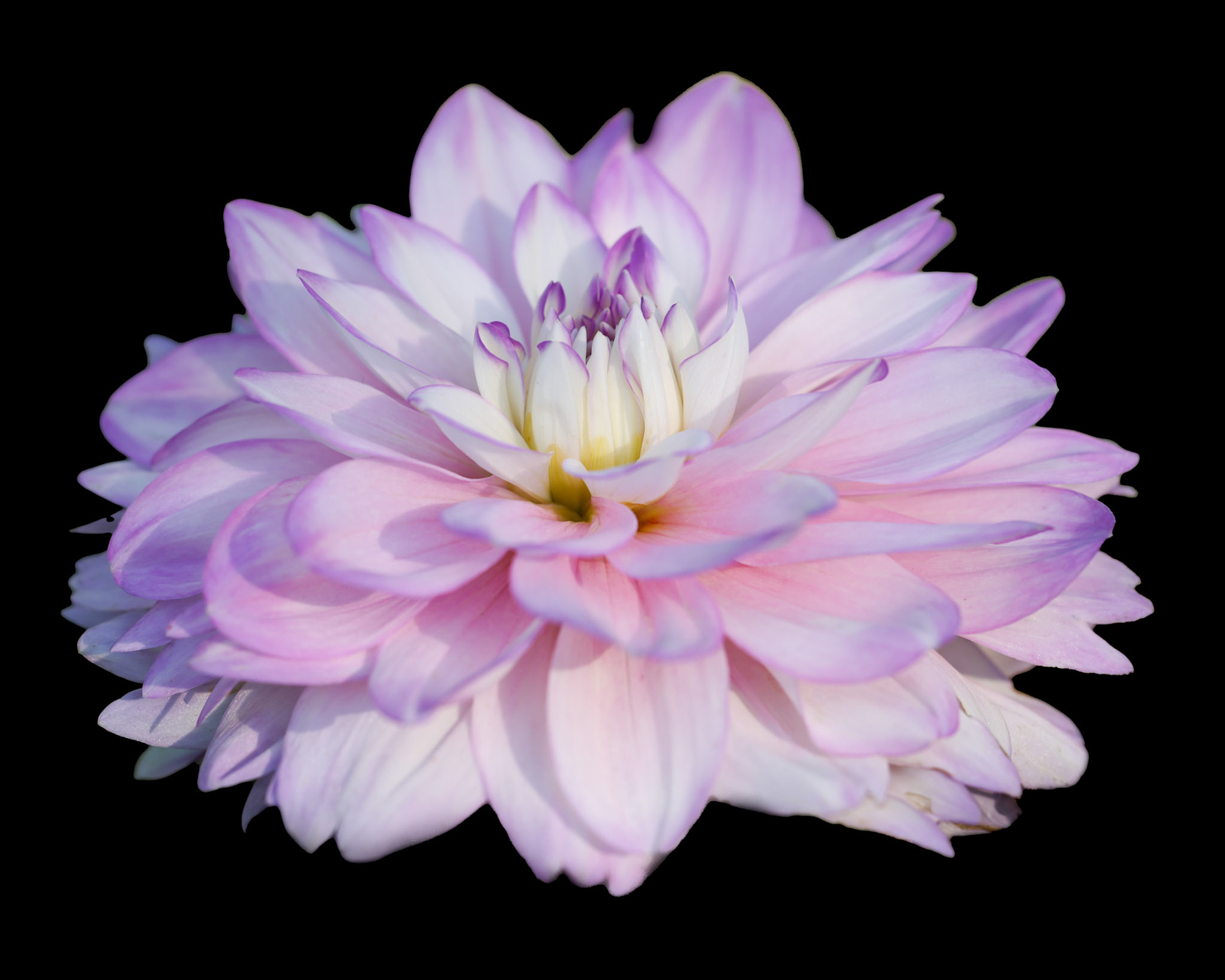 Waterlily Dahlia on black