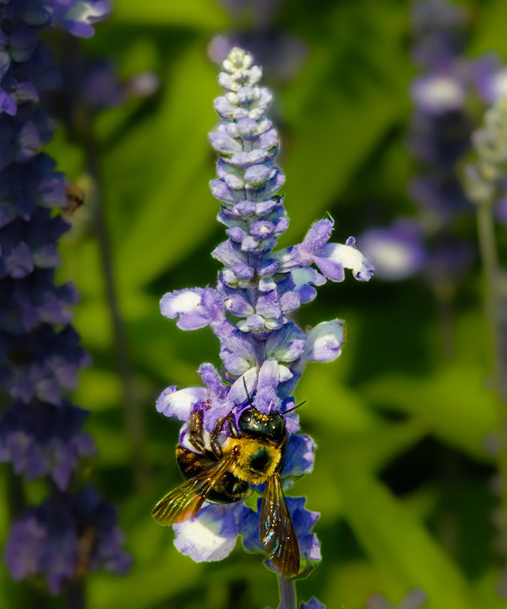 Honeybee on Blue Sage