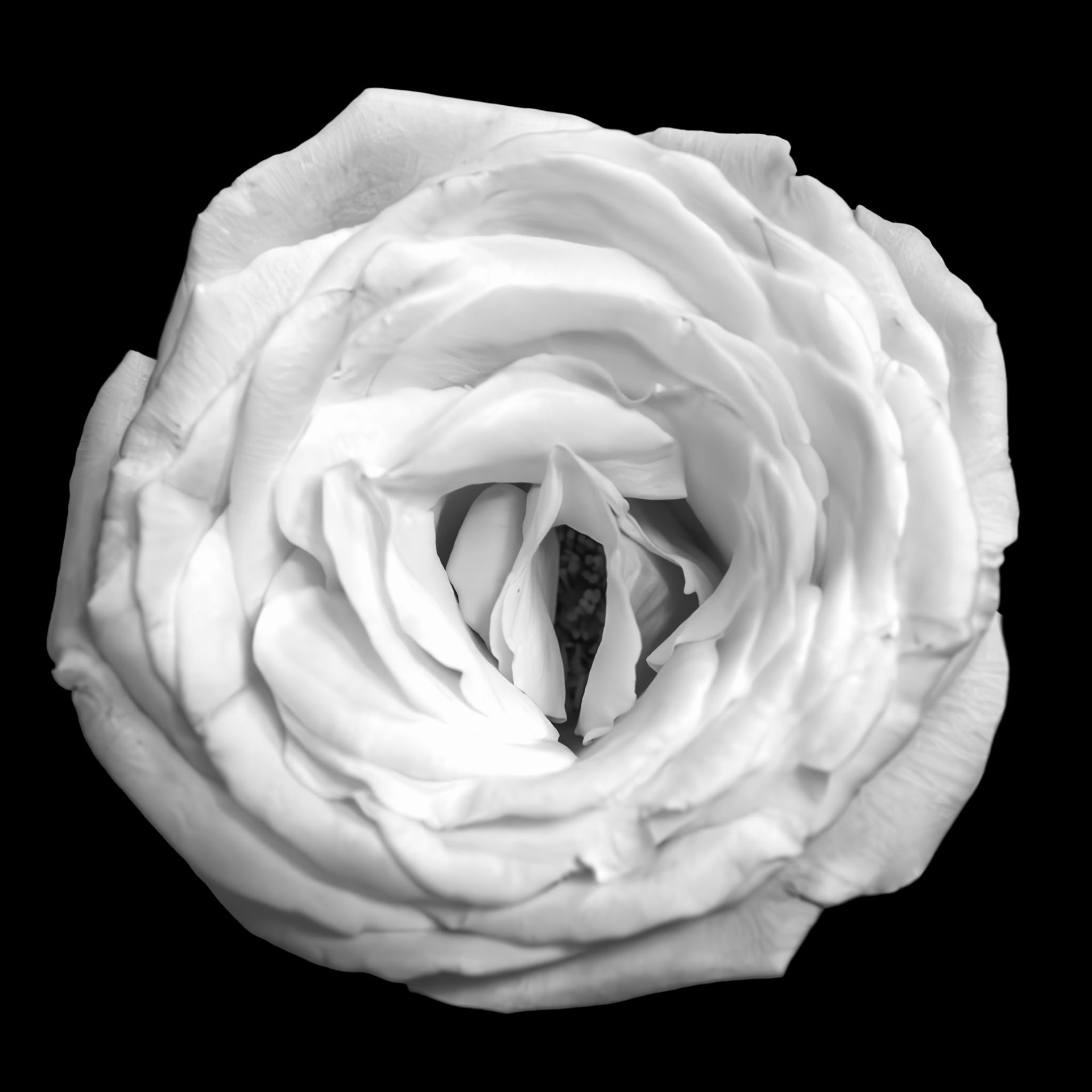 White Rose in Black and White