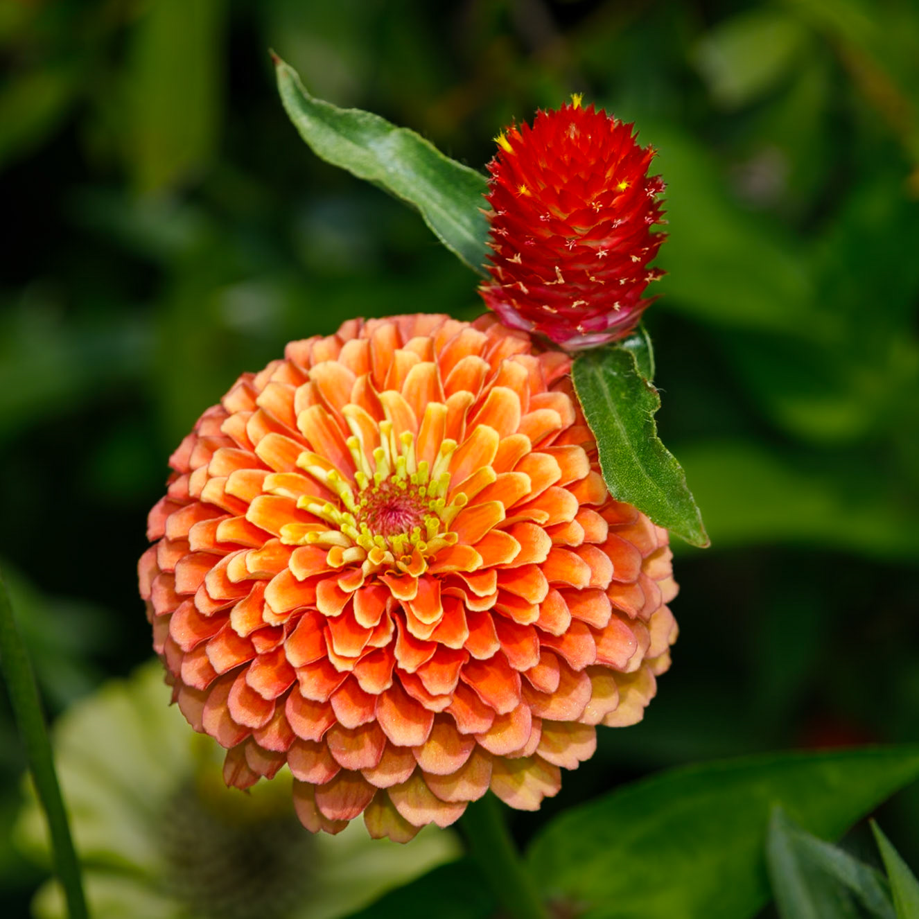 Queen Lime Orange Zinnia