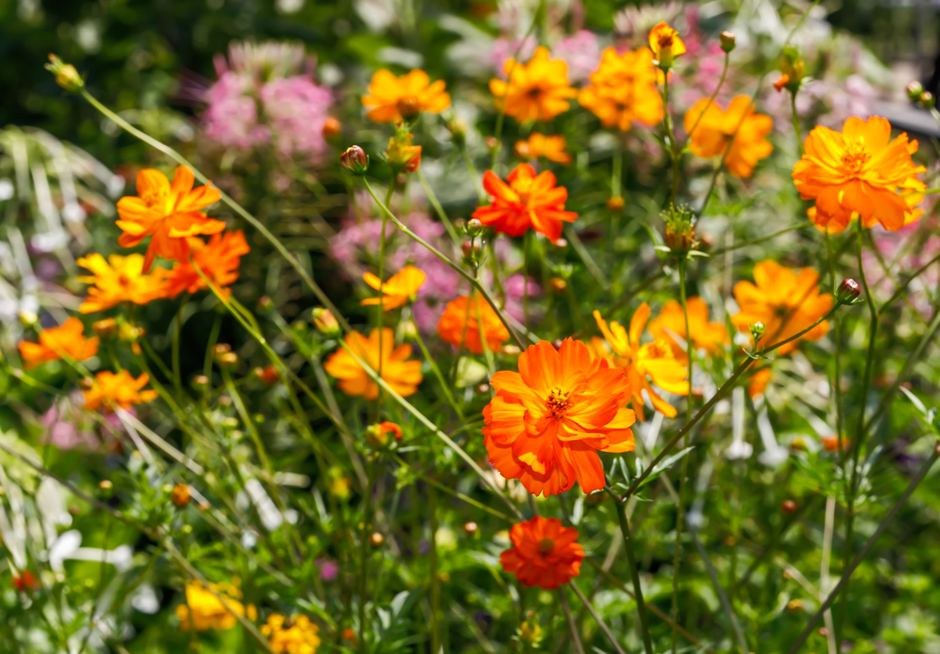 Orange Cosmos