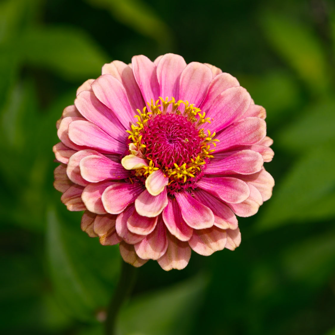 Zinnia Elegans