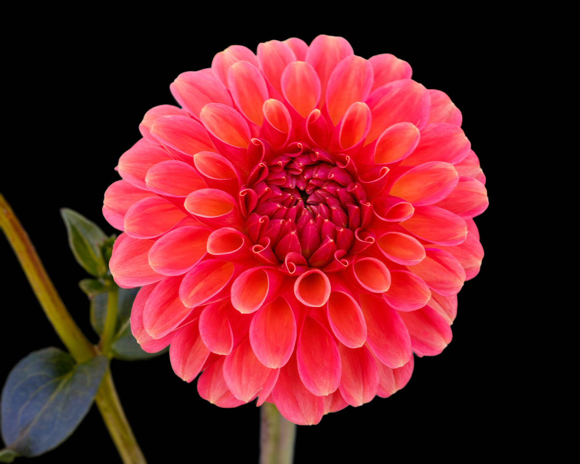 Sun Spot Dahlia on black