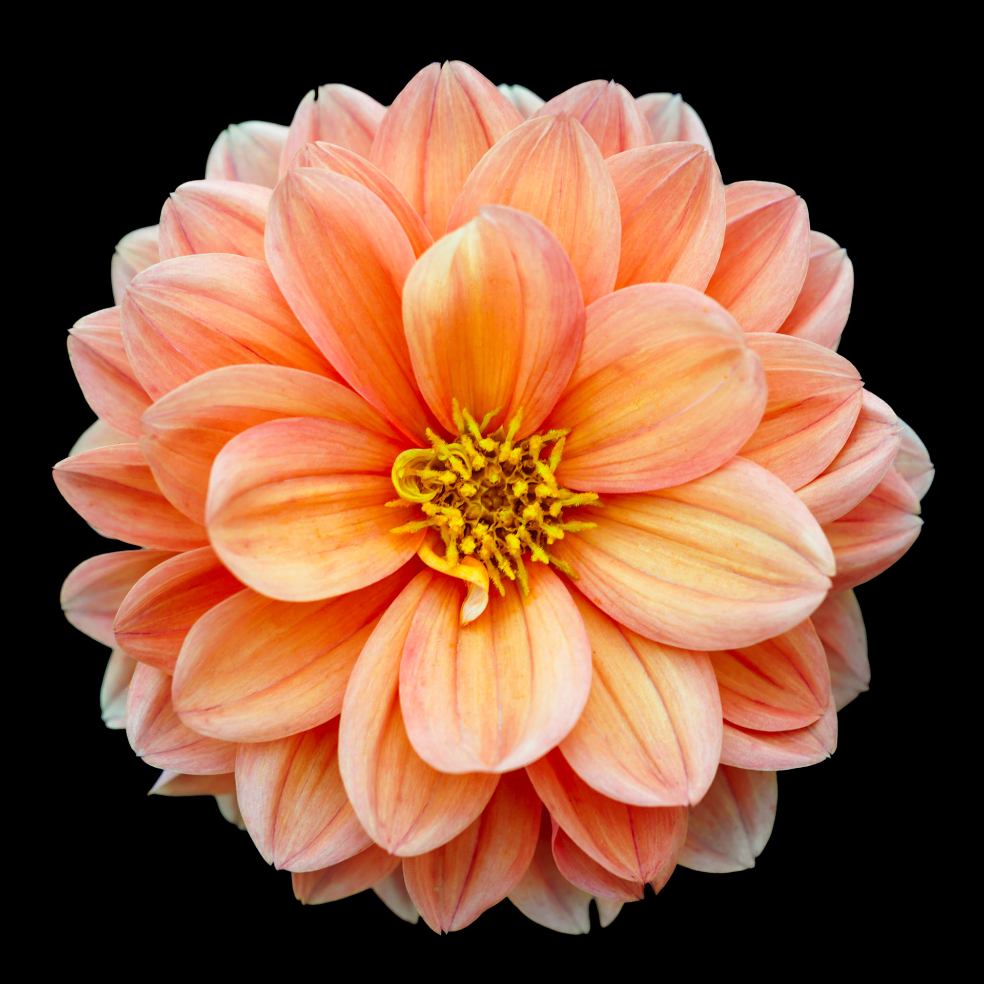 Apricot Desire Dahlia
