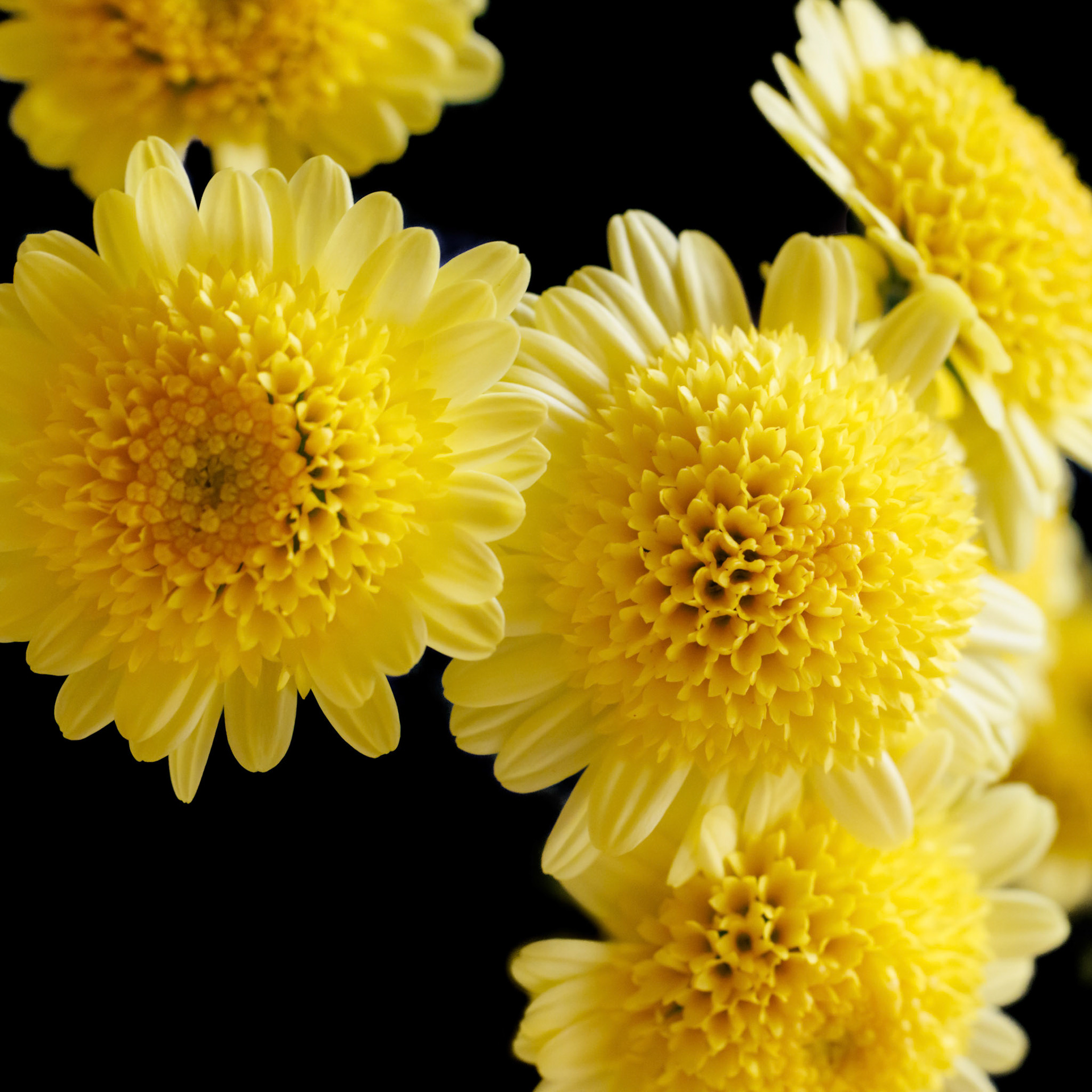 Pennine Oriel Yellow Chrysanthemum on black