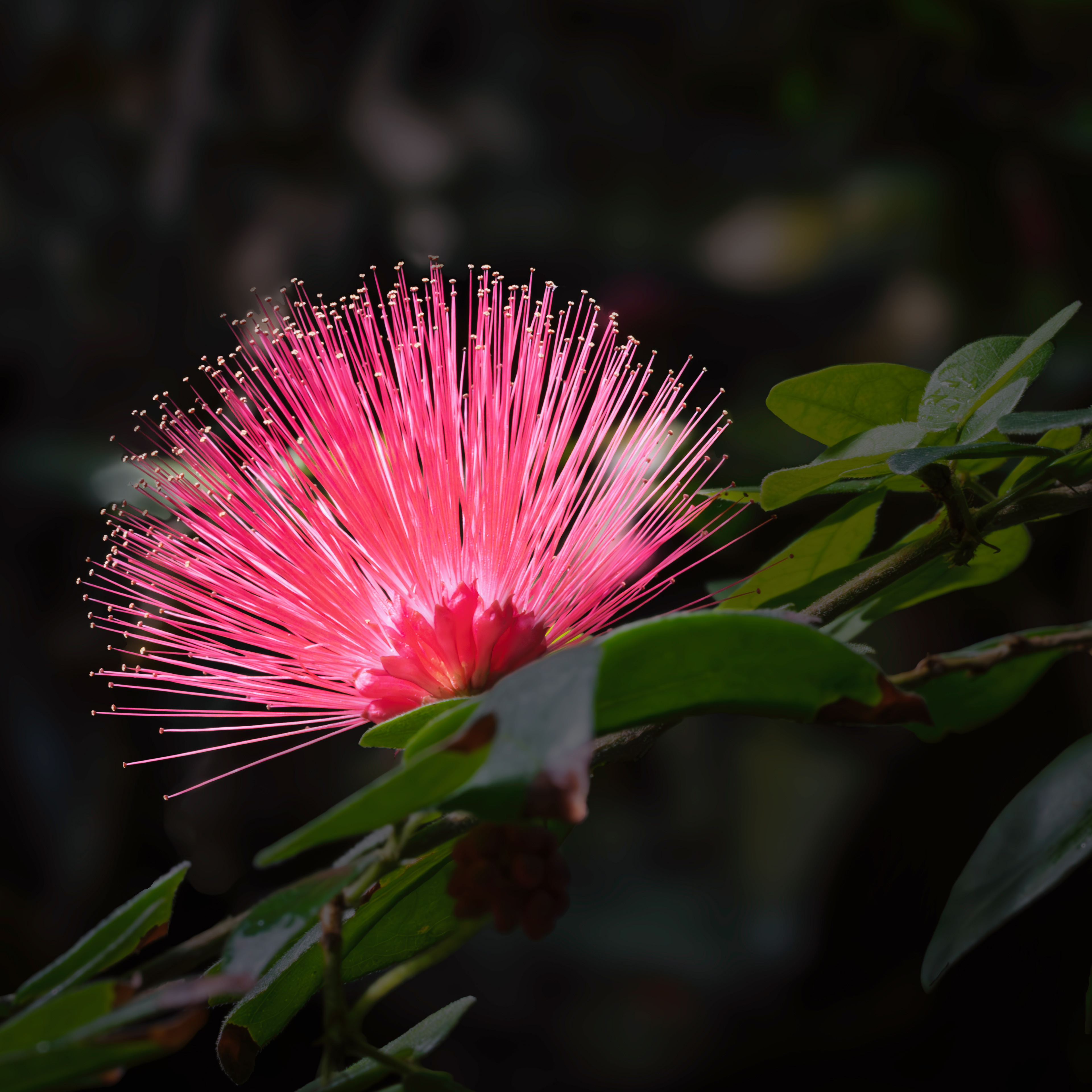 Silk Tree