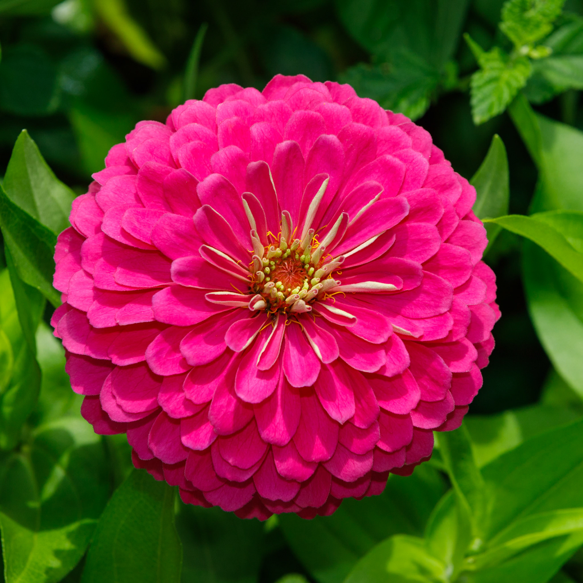 Royal Purple Zinnia