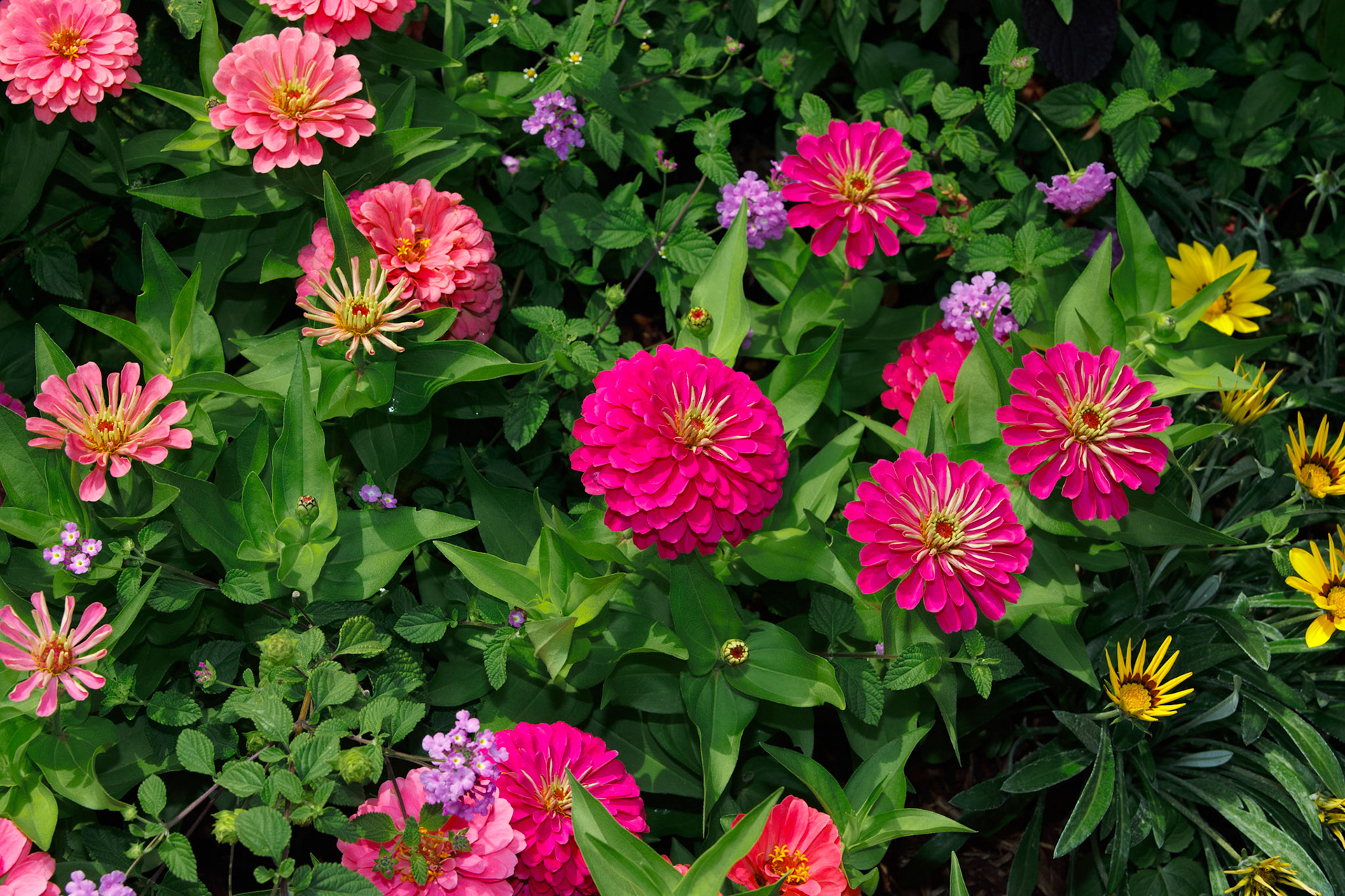 Field of Zinnias