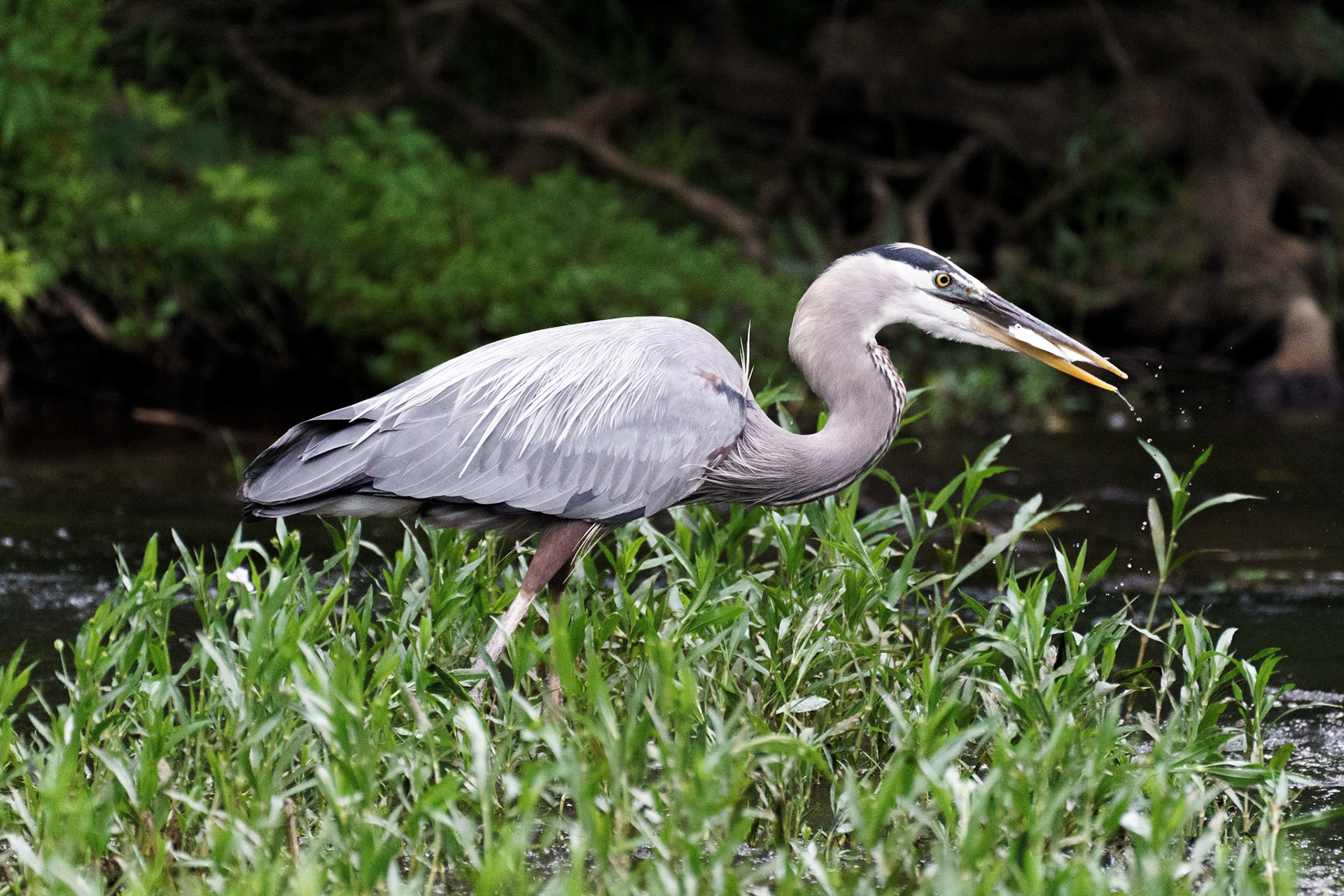 Great Blue Heron enjoying breakfast on the Neuse River.