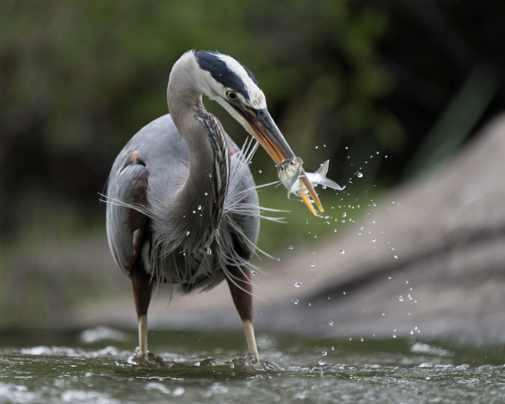 Great Blue Heron, 2
