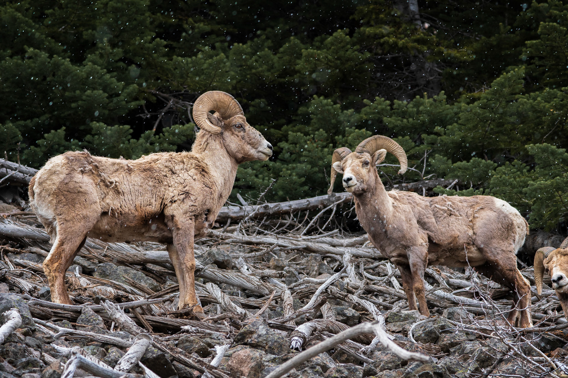 We were driving on Highway 20 on our way out of Yellowstone one night when we passed this little group of male bighorn sheep hanging out along the road. They posed for us in the snow without blinking an eye.