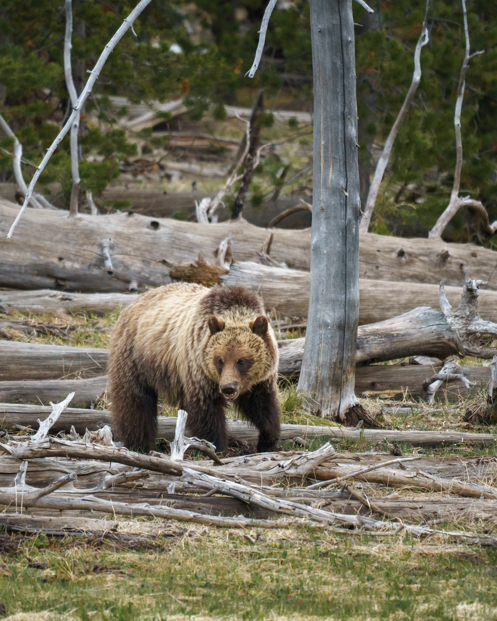 Seeing grizzlies was one of the highlights of visiting Yellowstone. What you can’t see is the hundred cars parked along the road with people watching.