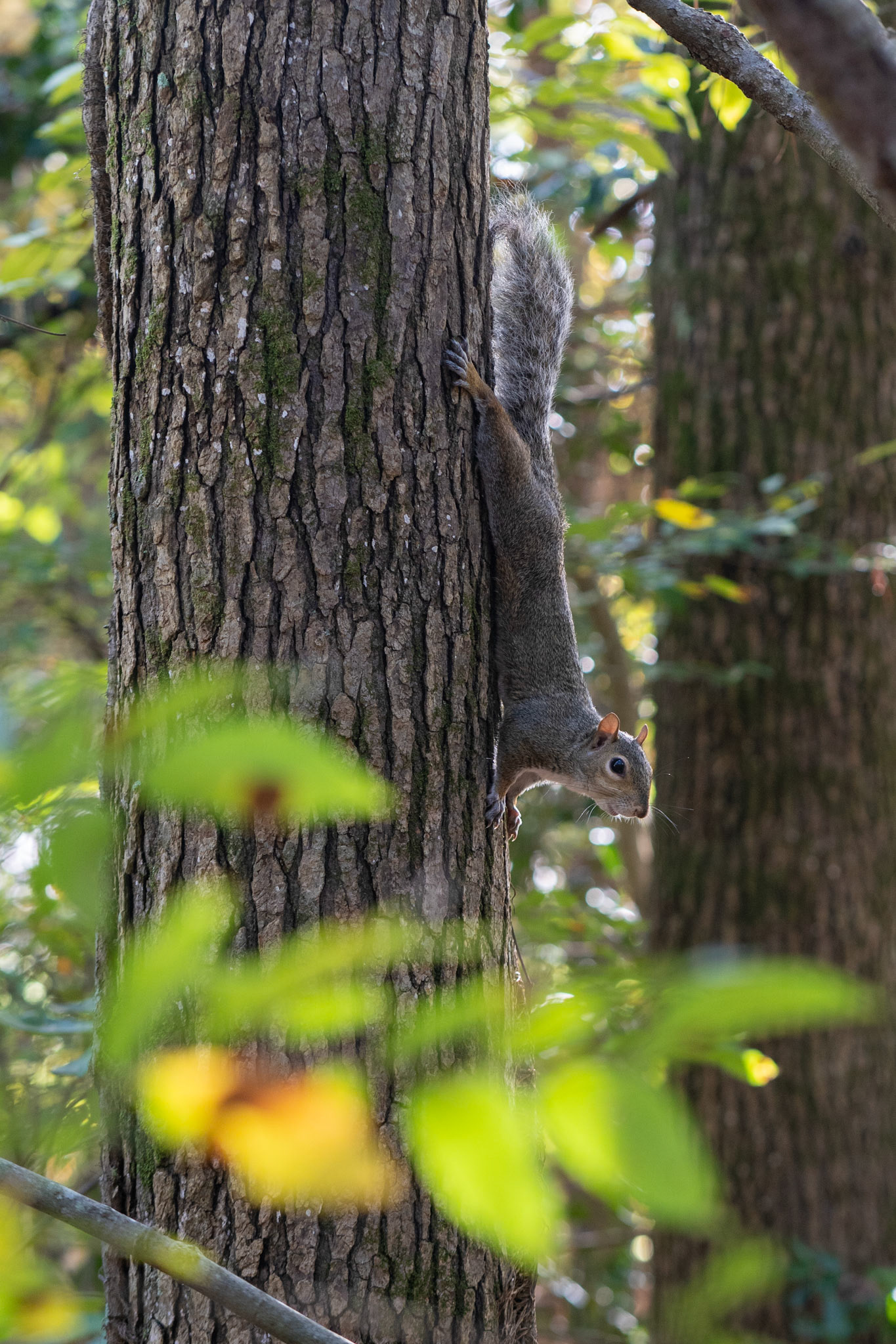 I had my camera out to photograph my boys, but this squirrel was chattering away in a tree along the trail.