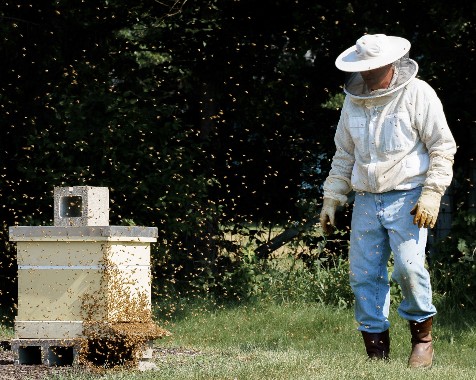 My father-in-law's bees swarmed and left the nest while we were visiting their home in the summer. Shockingly, the bees decided to come home and move back into their nest.