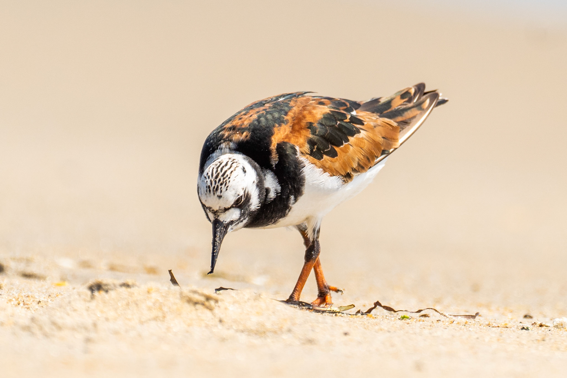 A Ruddy Turnstone feeding in the surf.