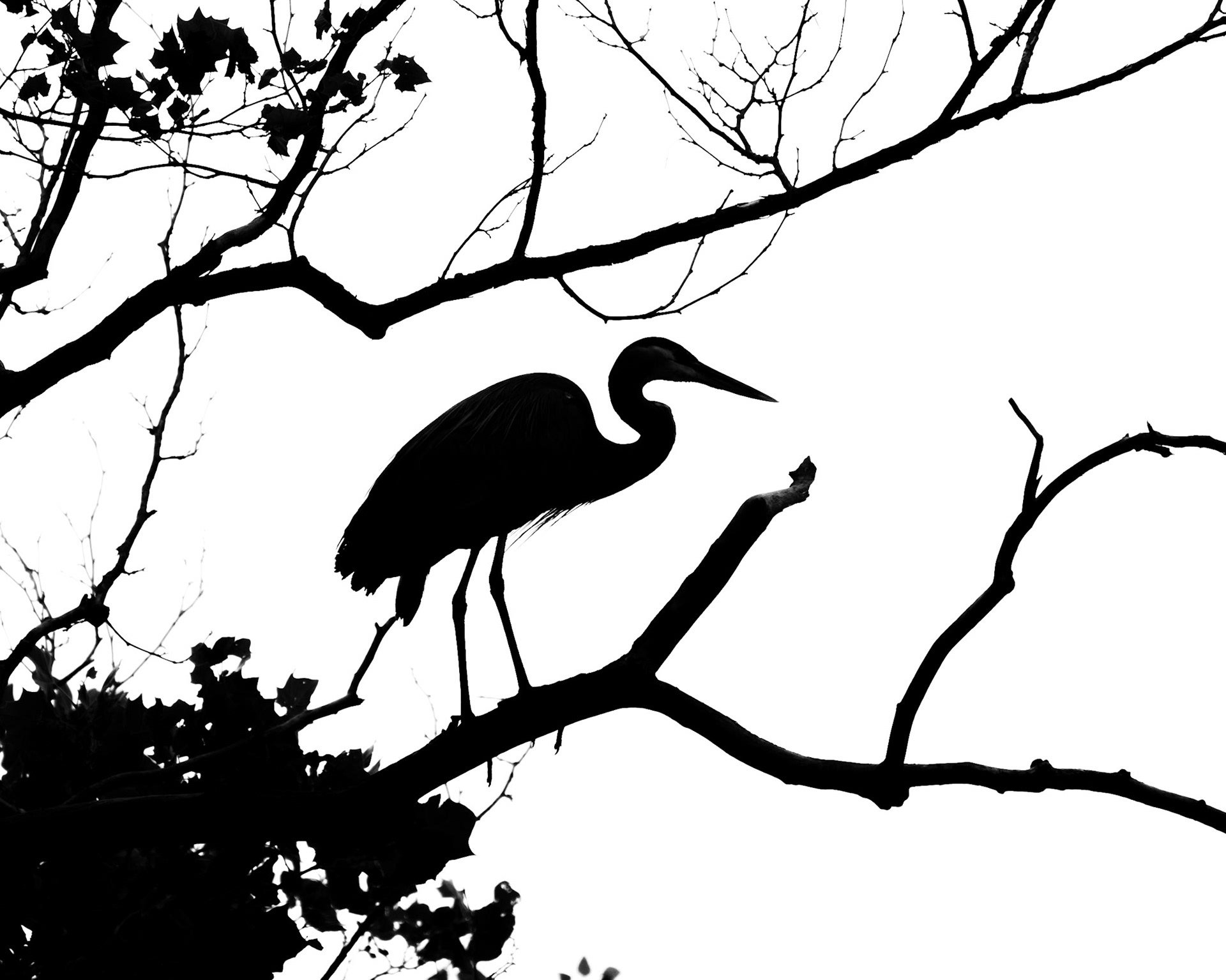 Great Blue Heron above the Neuse River.