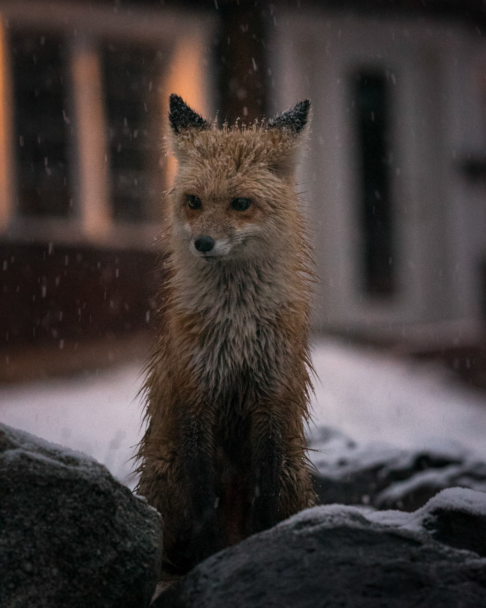 We left Cooke City, MT to head back into Yellowstone but not before stopping in the amazing Bearclaw Bakery. This little fox wandering around outside the bakery looking for a handout. The first fox I was ever able to photograph.