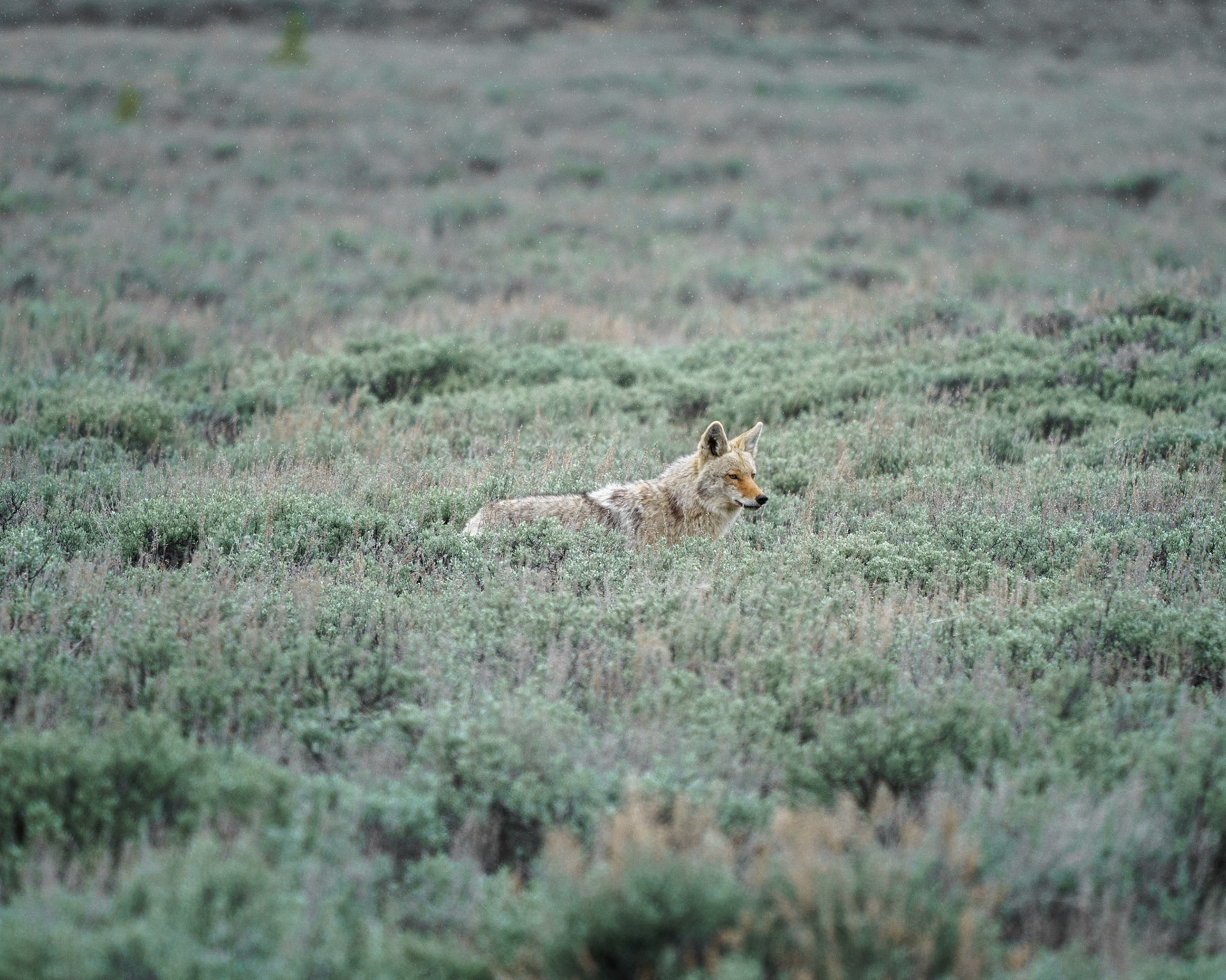 A lone coyote wandering through sage brush in Yellowstone.