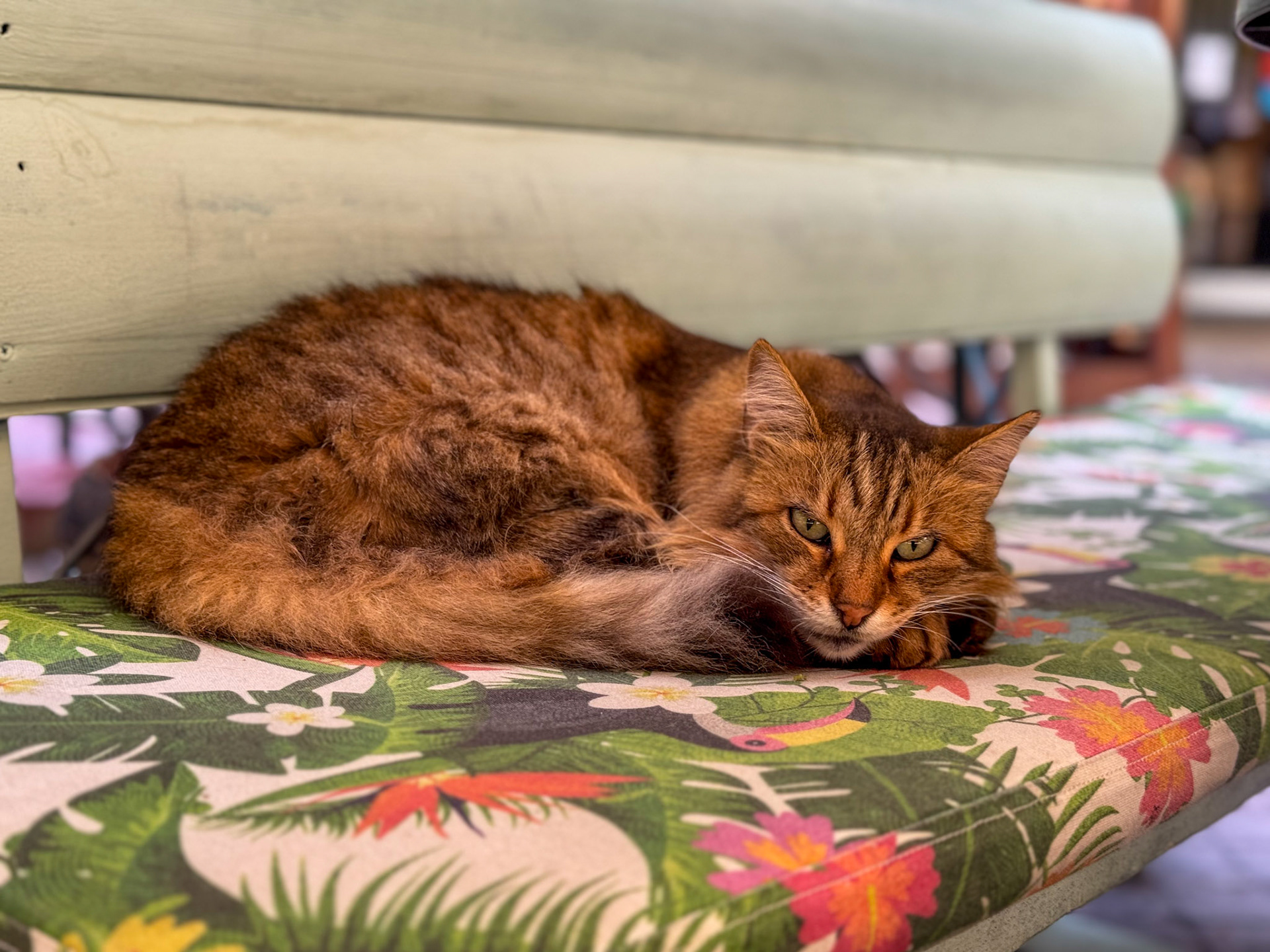 Resting orange cat - Athens, Greece (2023)