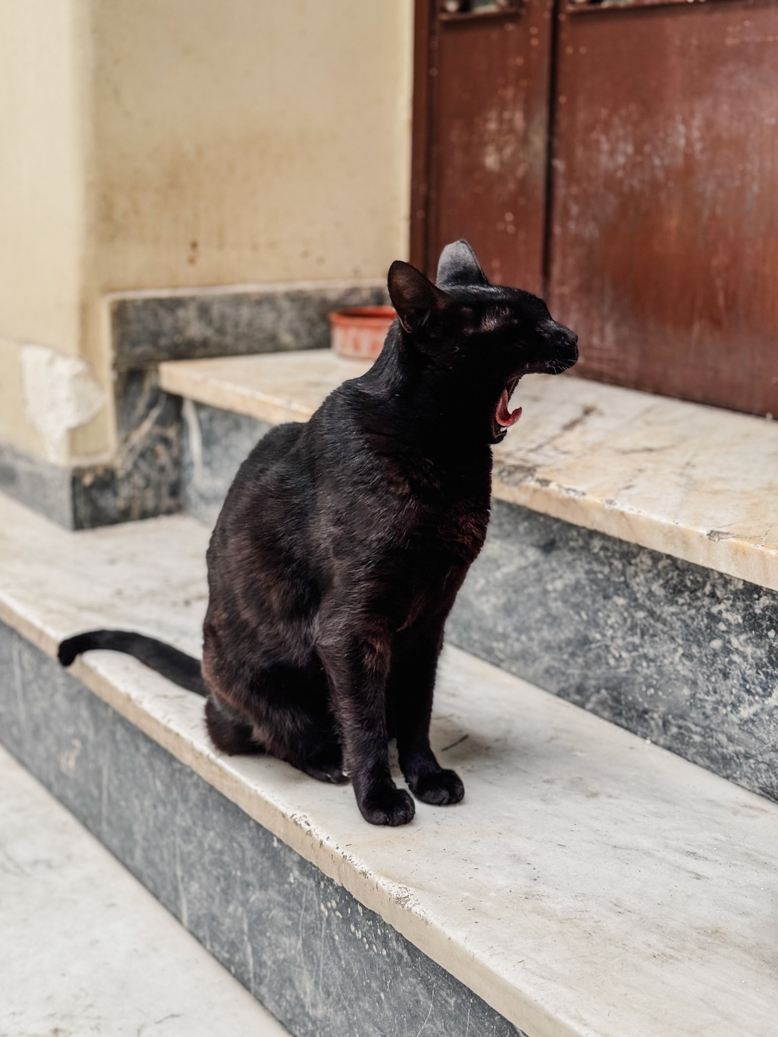 Yawning cat - Athens, Greece (2023)
