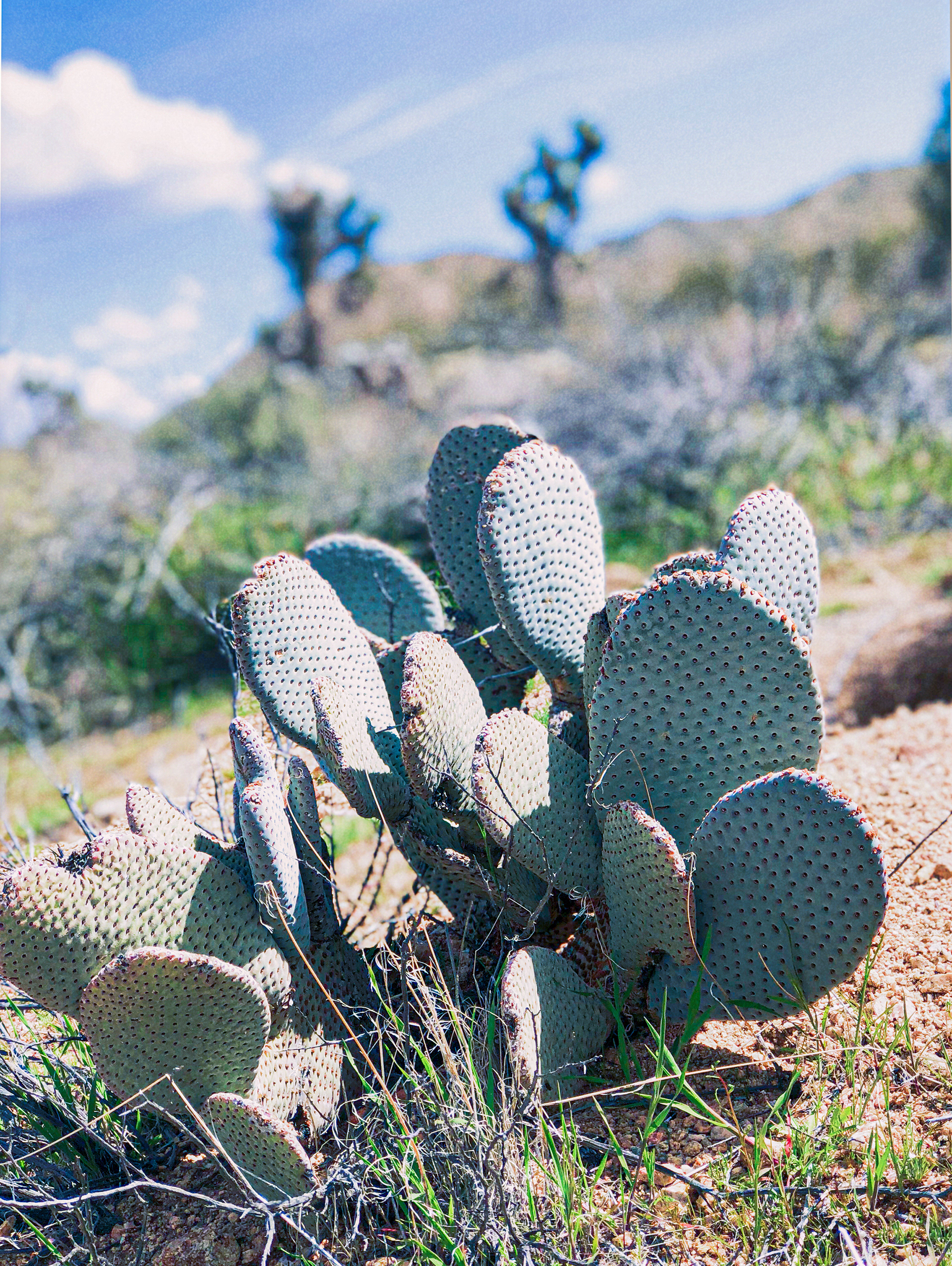 Joshua Tree, Ca