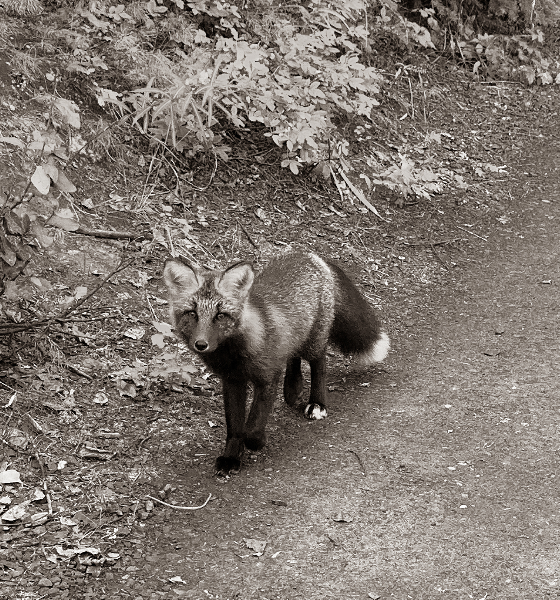 Red Fox in Fairbanks, Ak