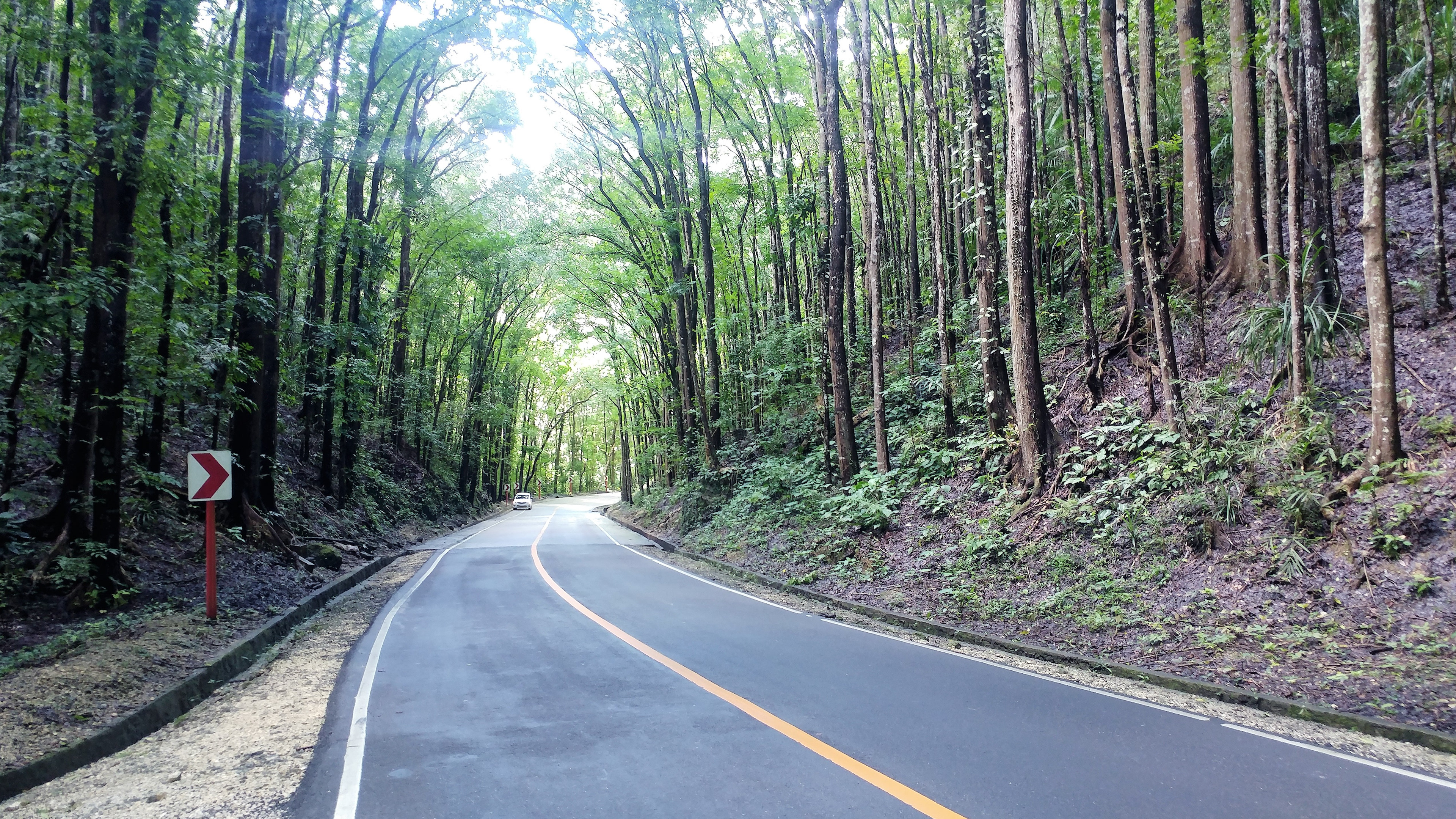 Bilar Man-Made Forest, Philippines