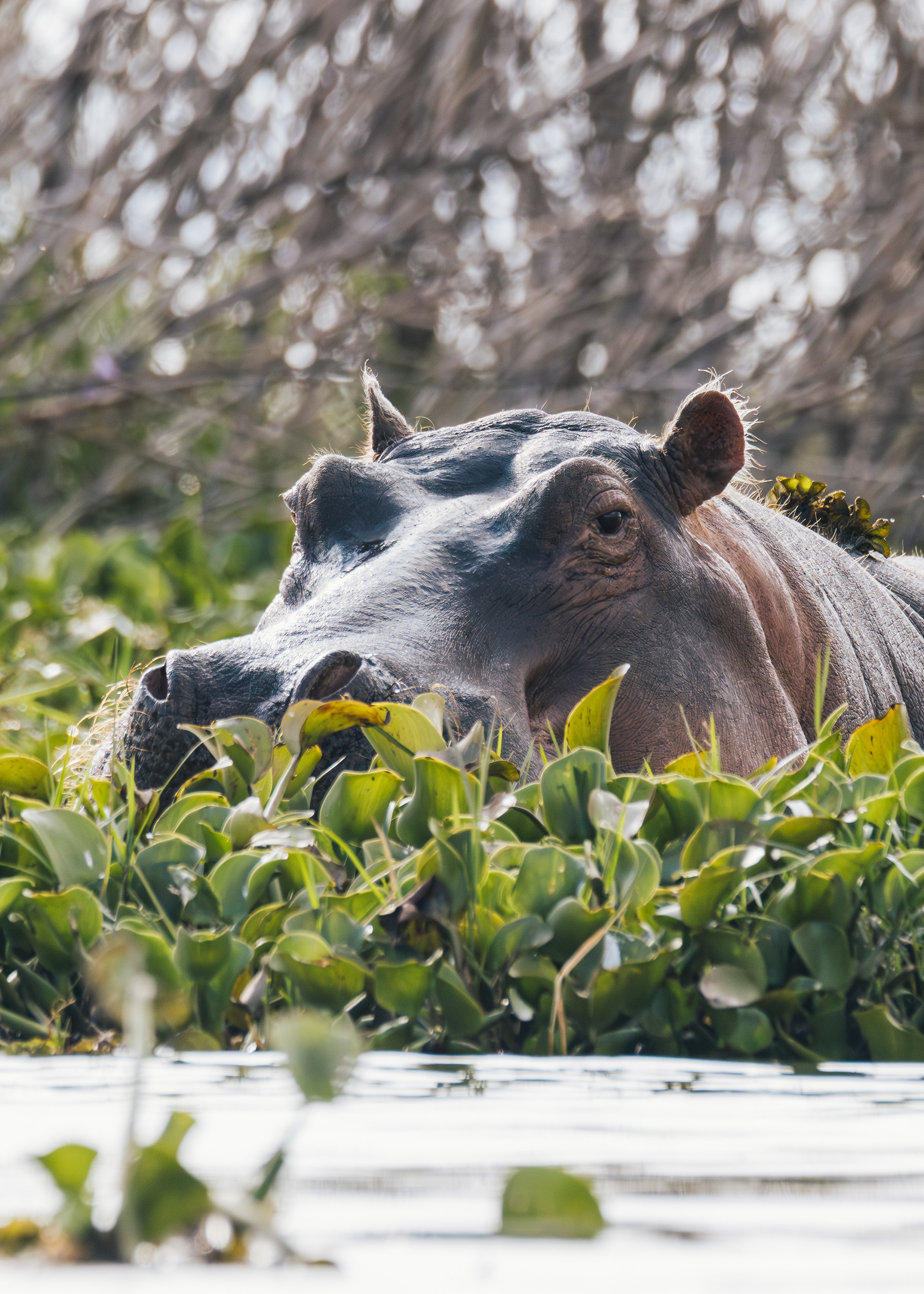 Hippopotamus