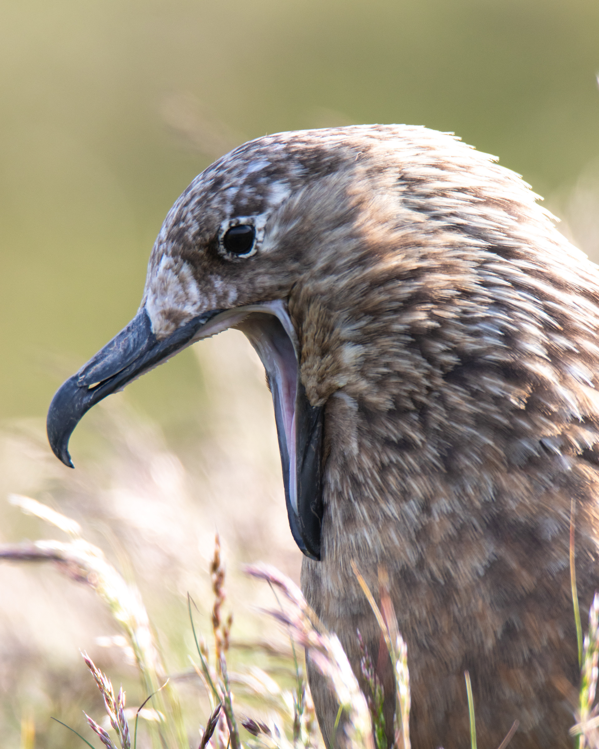 Skua