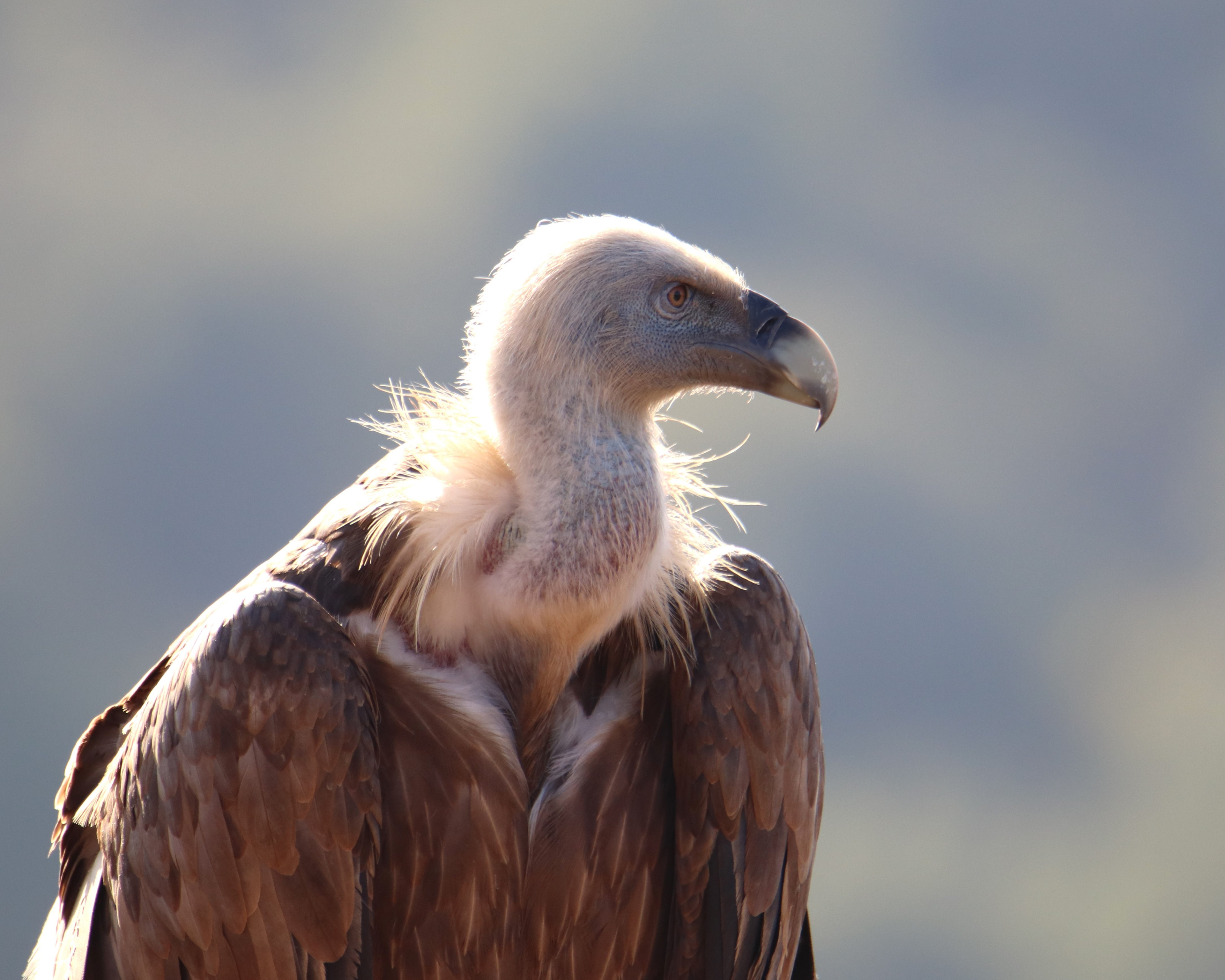 Eurasian Griffon Vulture