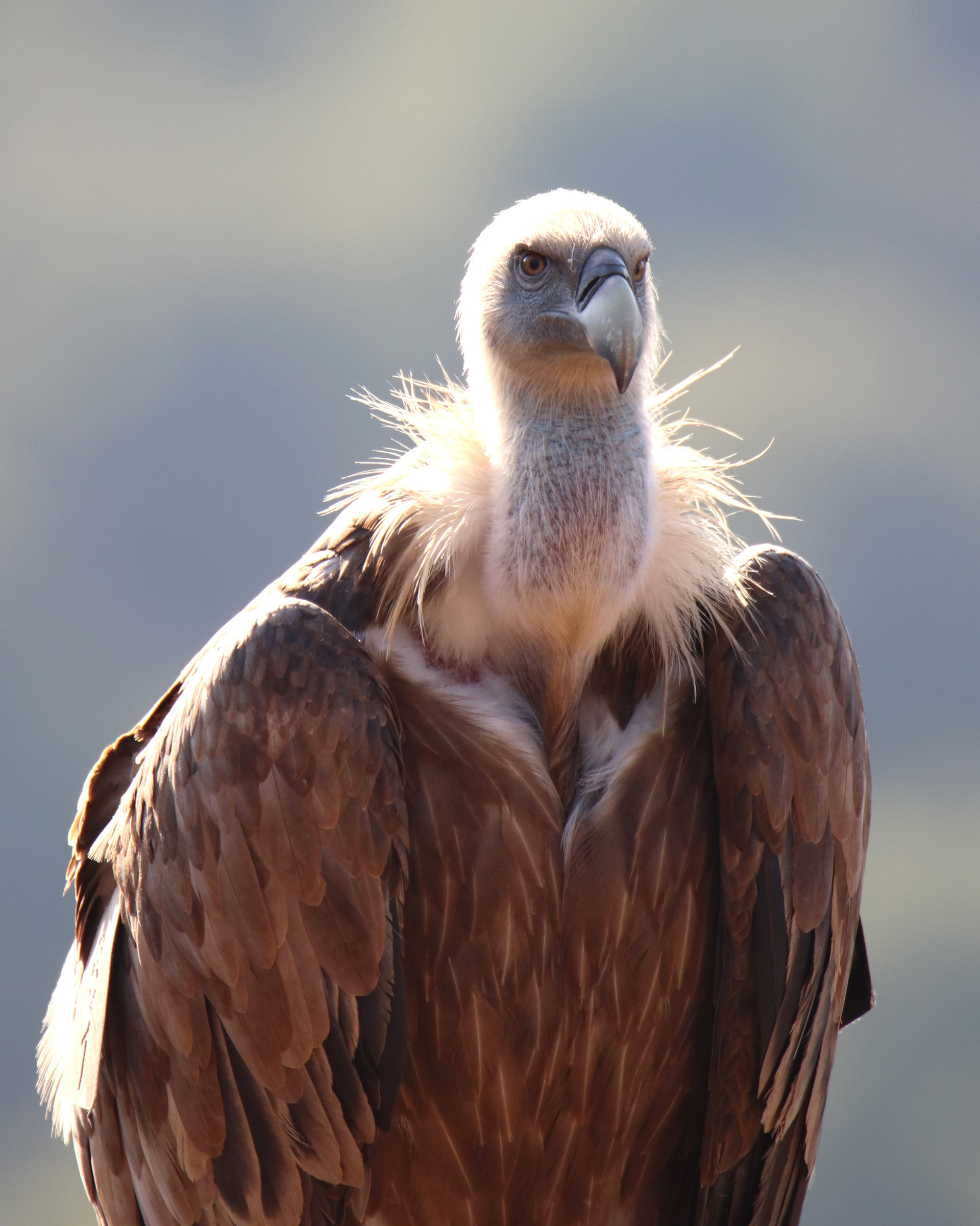 Eurasian Griffon Vulture