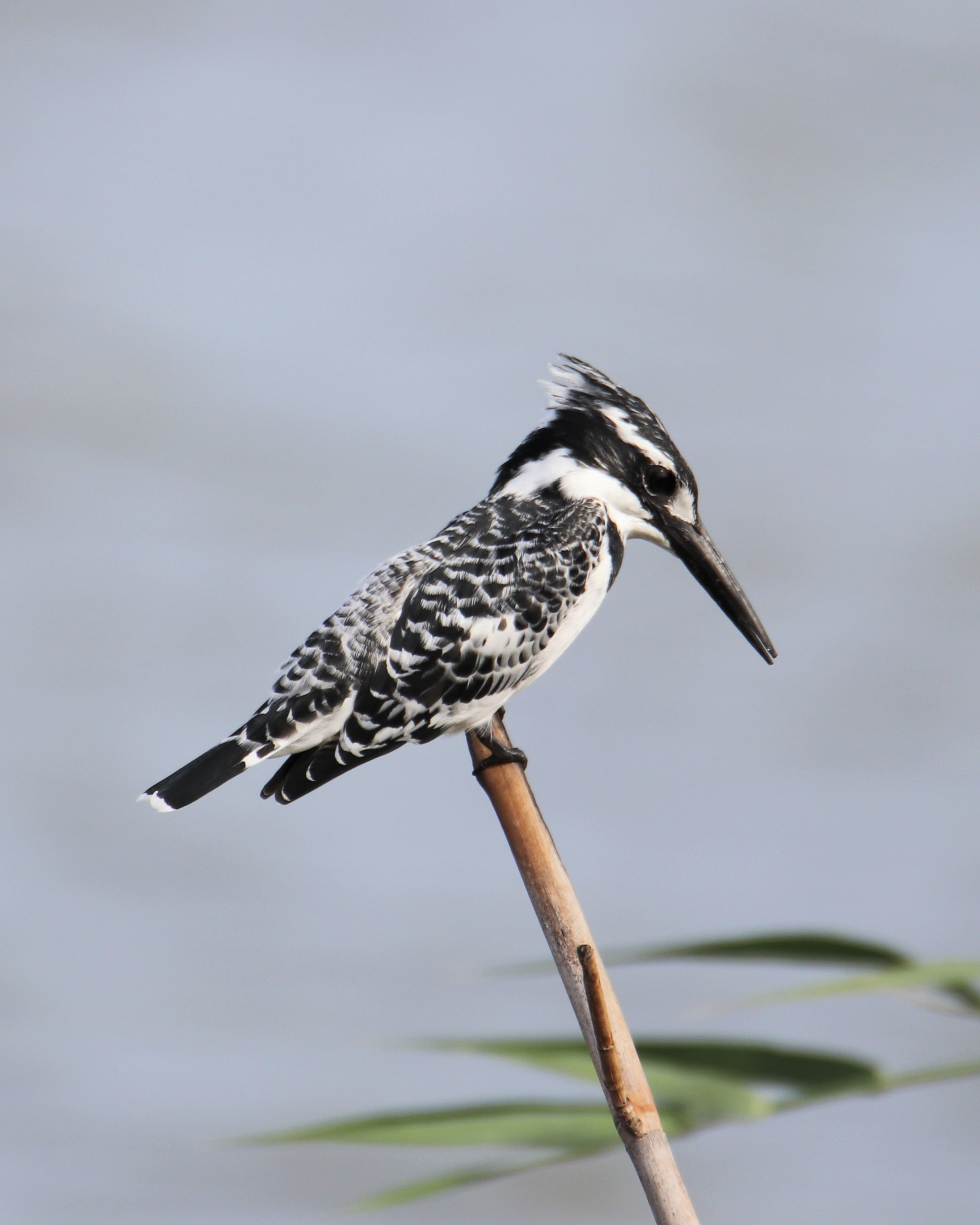 Pied Kingfisher