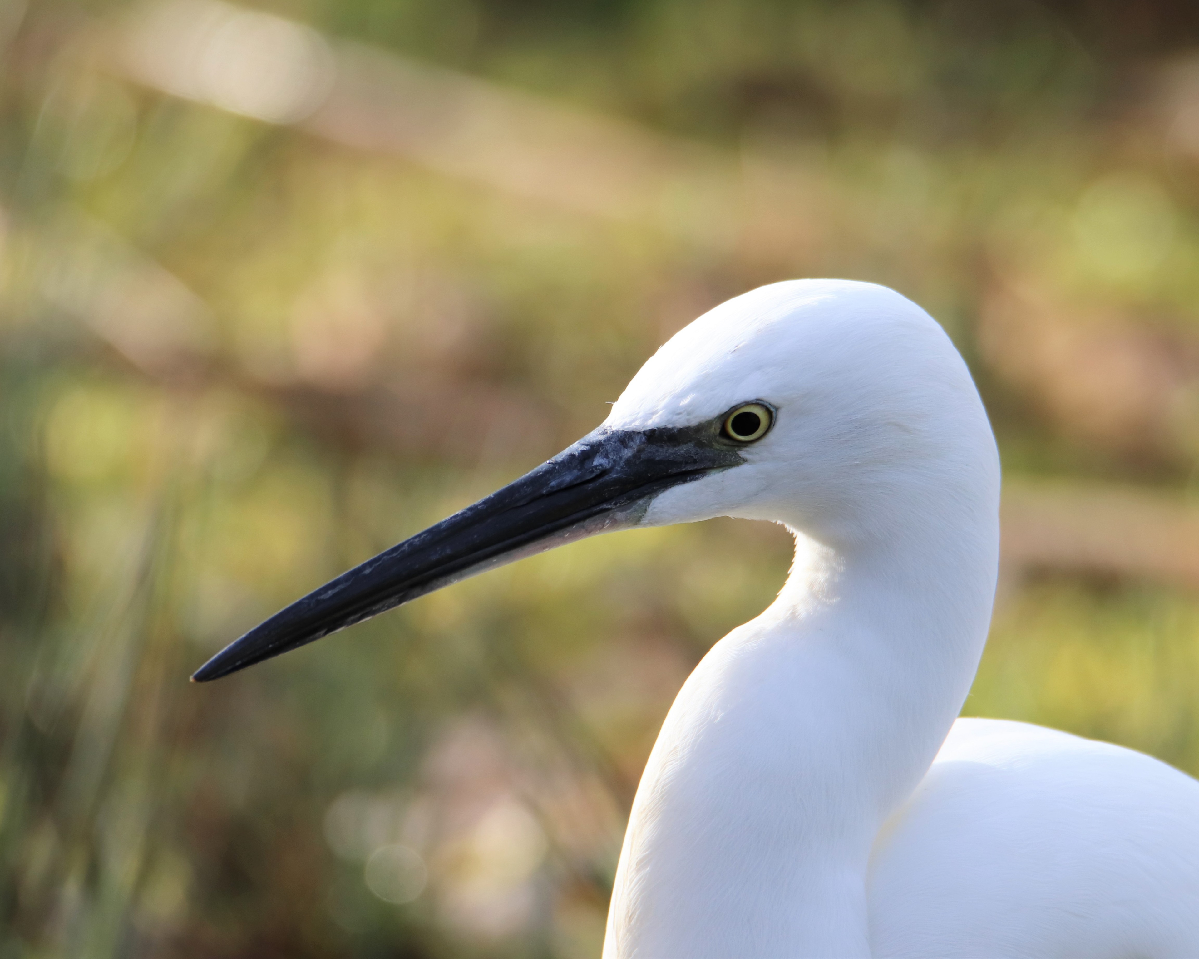 Little Egret
