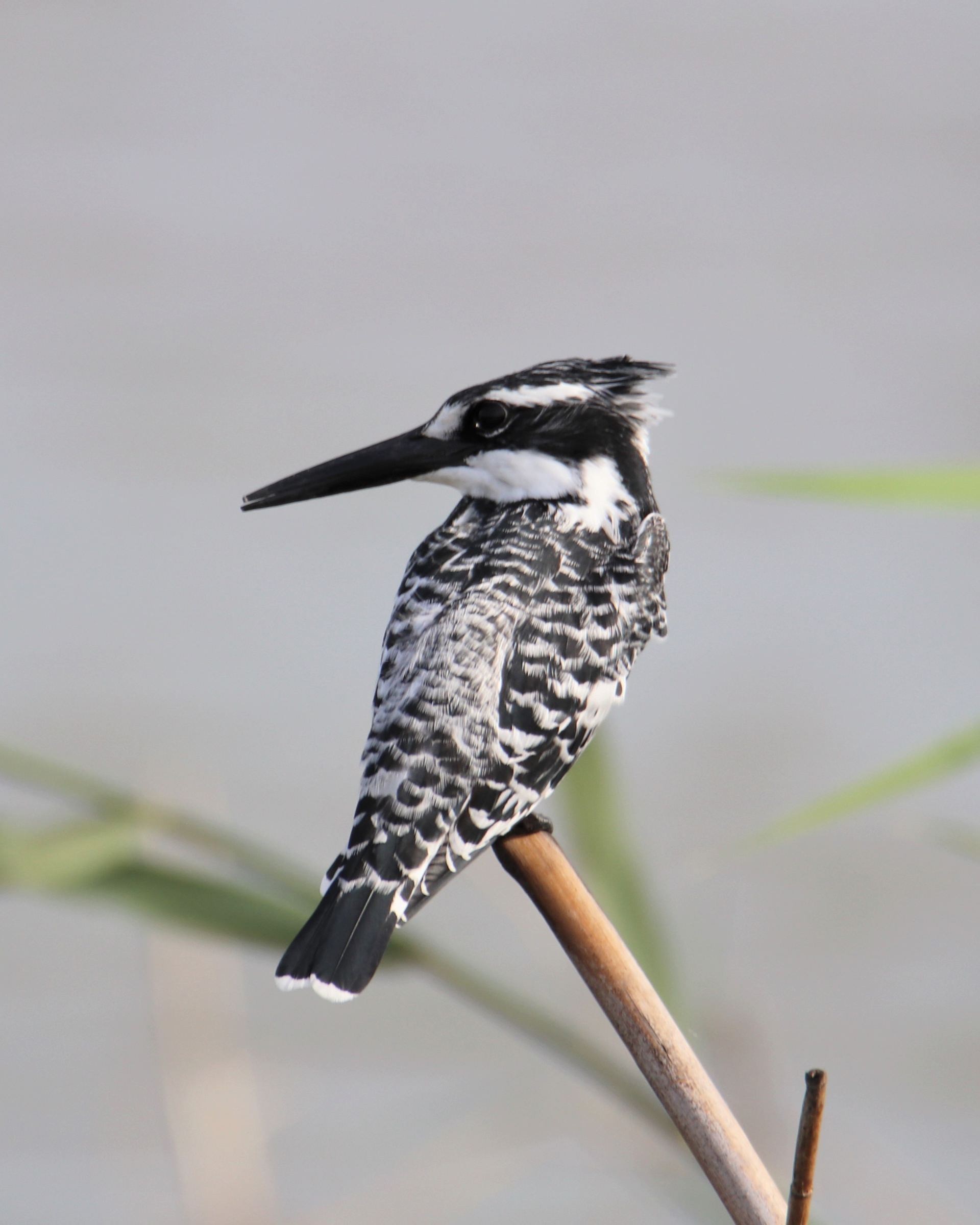 Pied Kingfisher