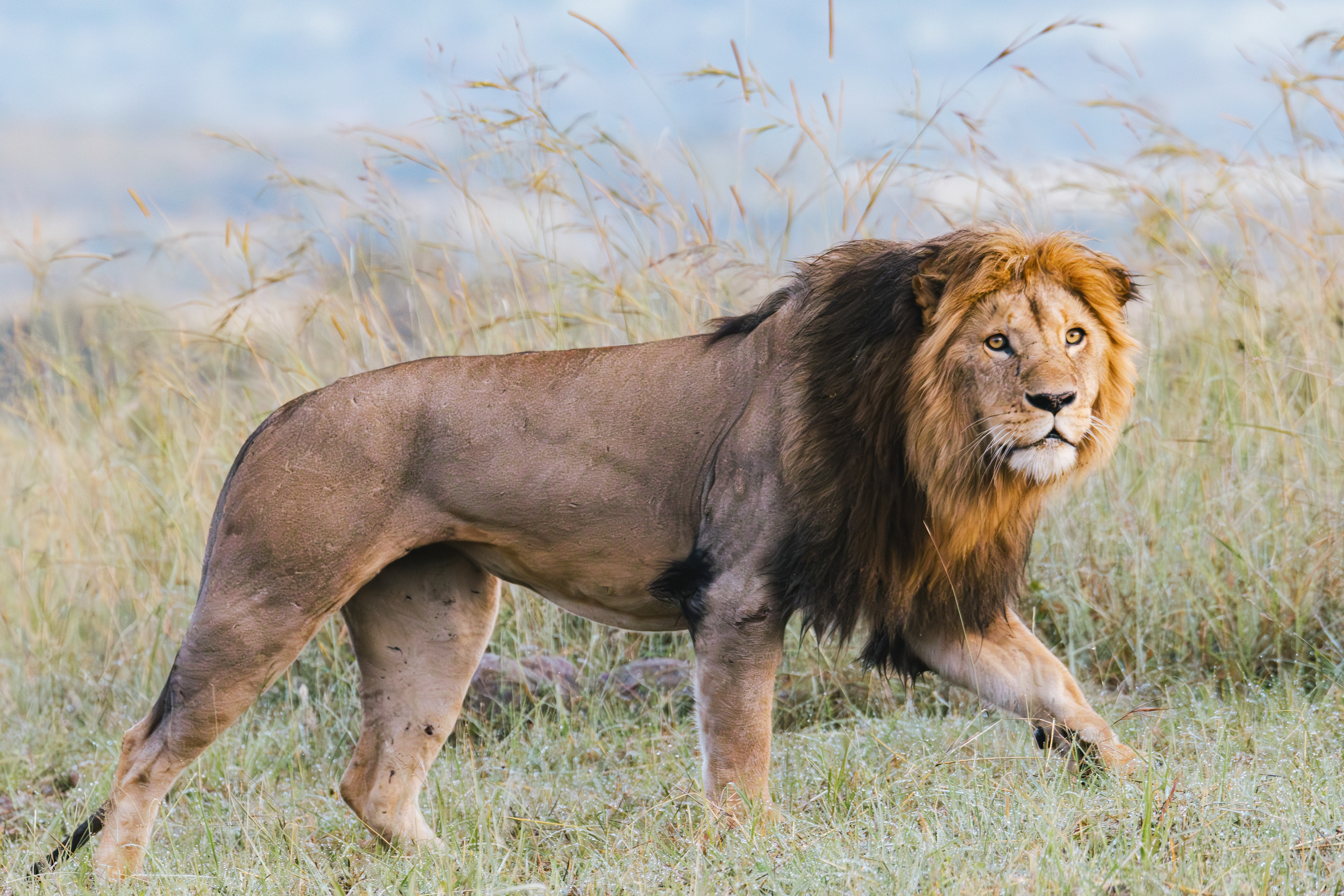 Lion
