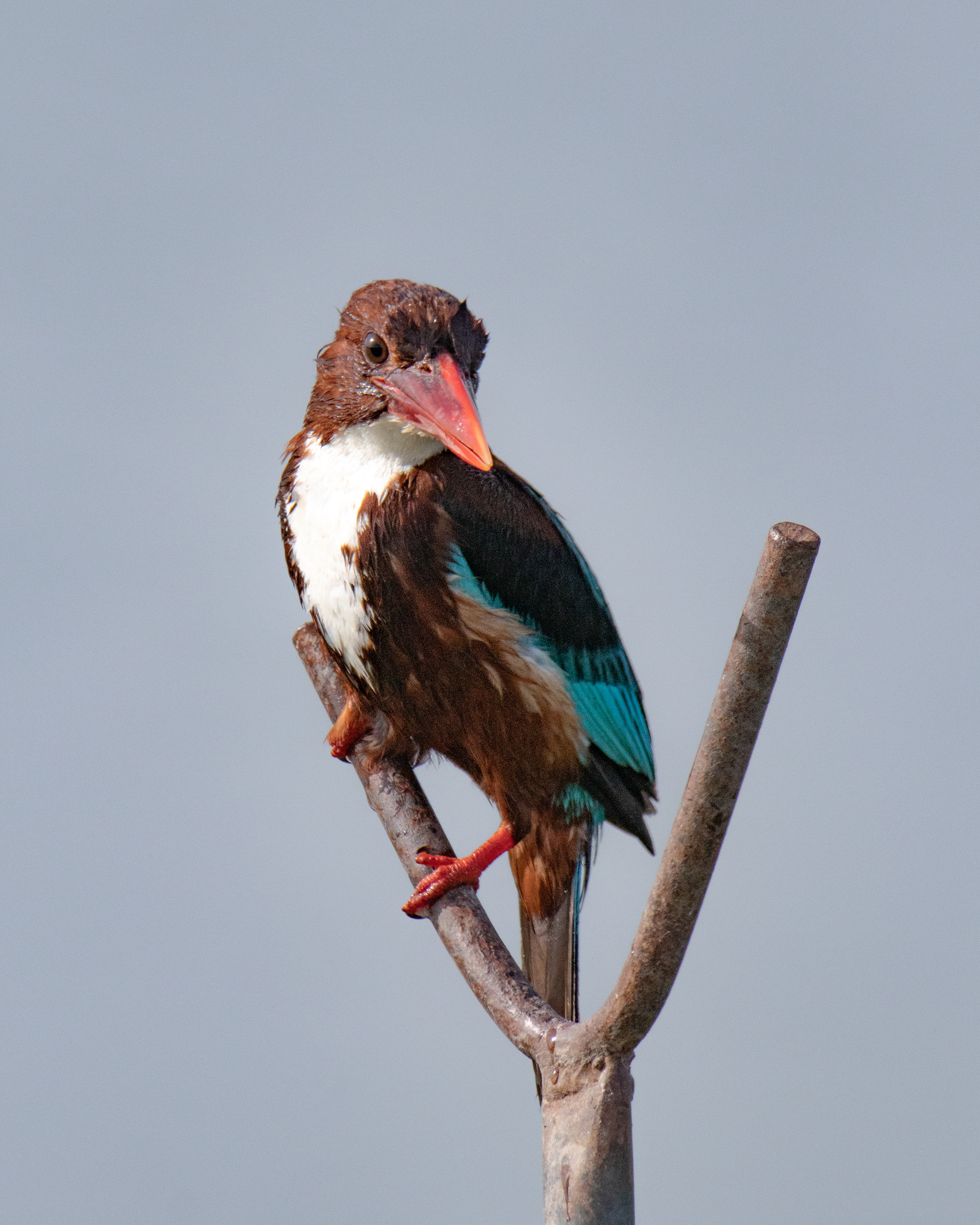 White-throated Kingfisher