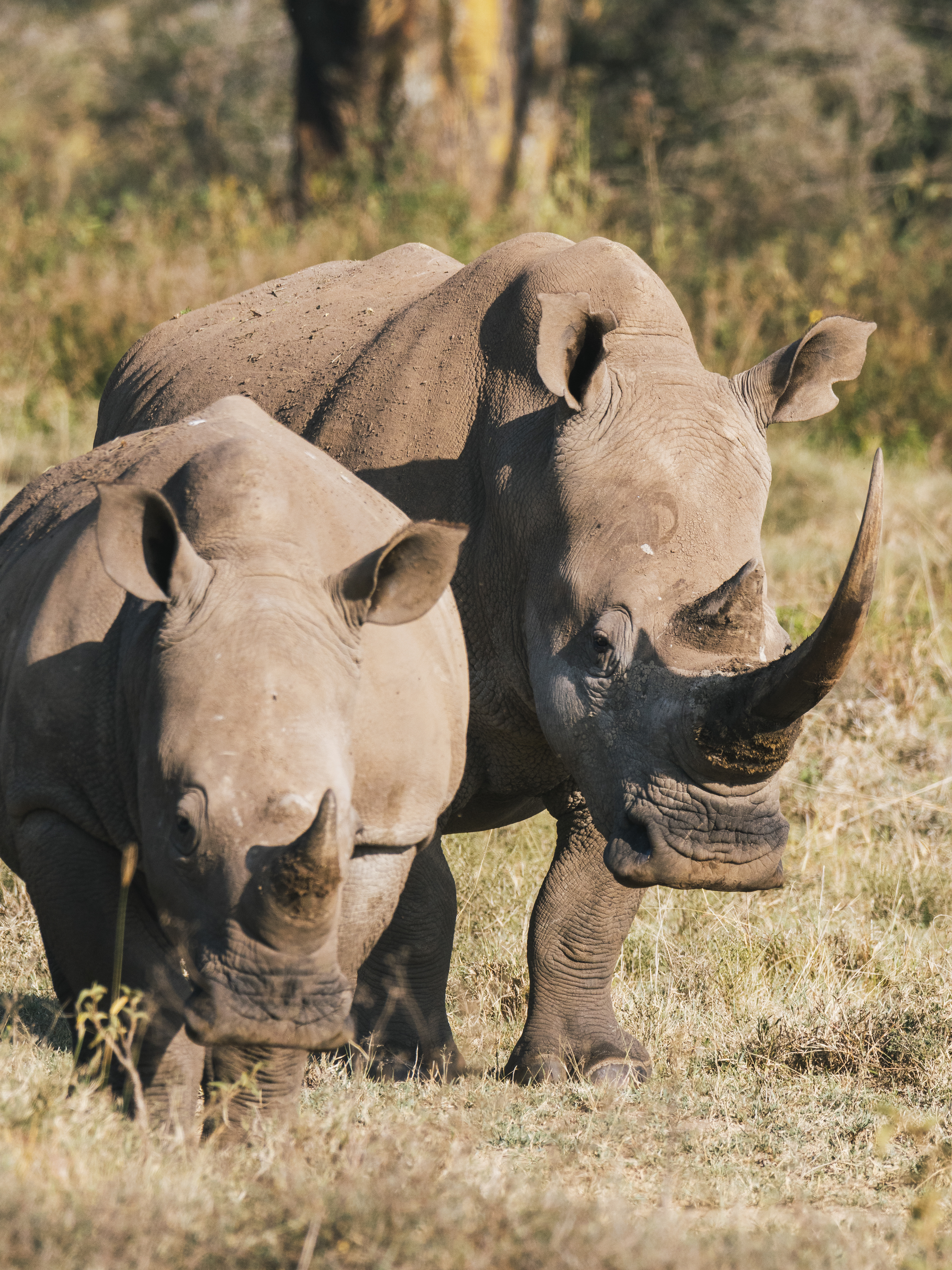 Rhinoceros