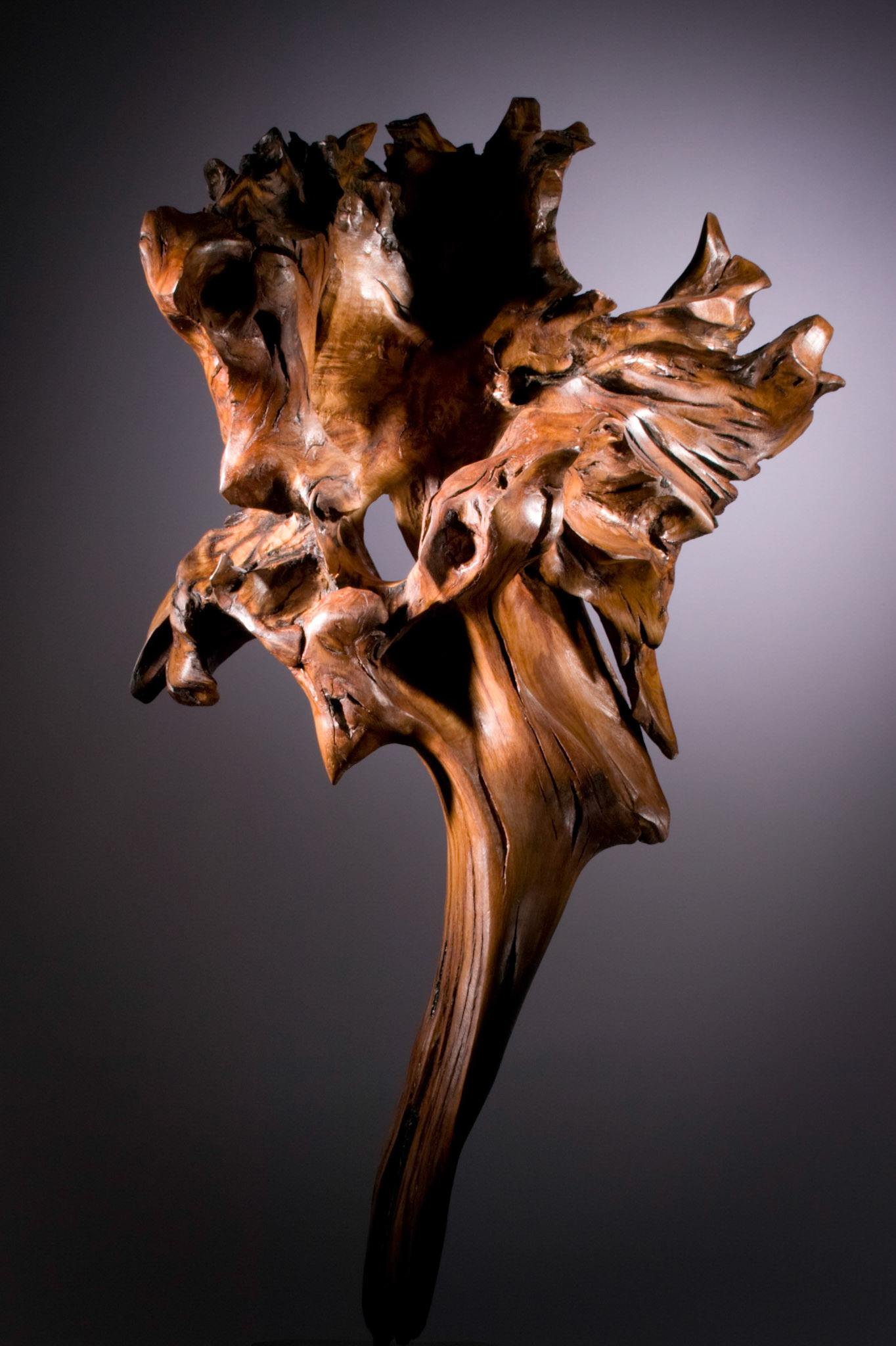 Tree - 92hx60wx46d (cm). Rotted oak root rescued from a fellside beck.